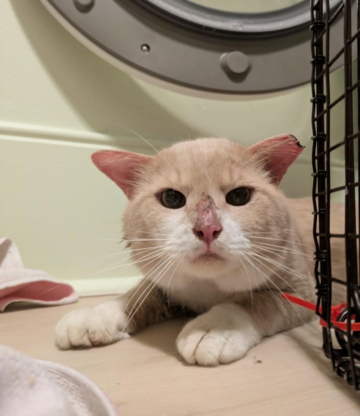 Enlarge Mr. Orange, a Adoptable Domestic Medium Hair in Midlothian, VA image 4/5