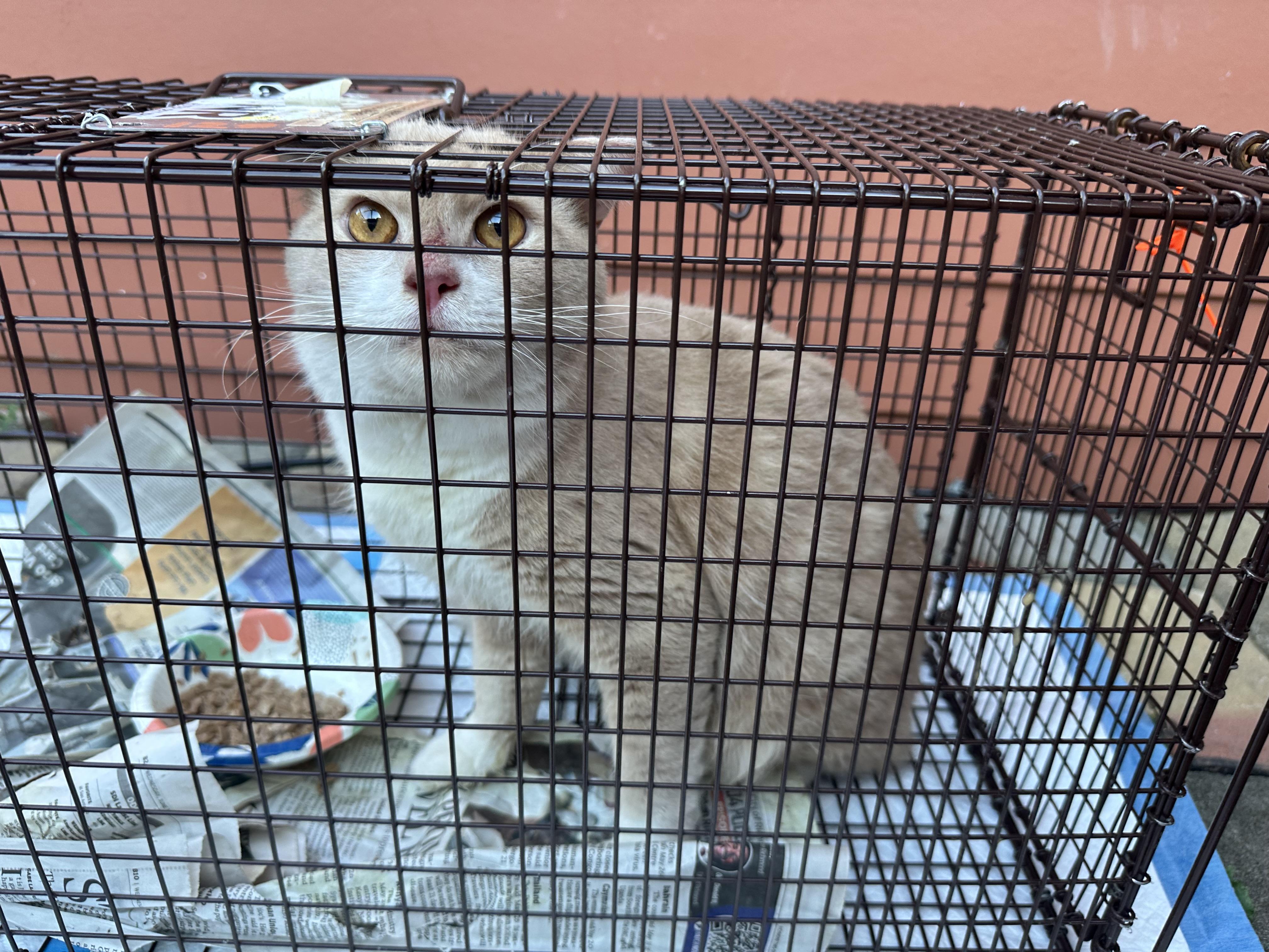 Enlarge Mr. Orange, a Adoptable Domestic Medium Hair in Midlothian, VA image 5/5
