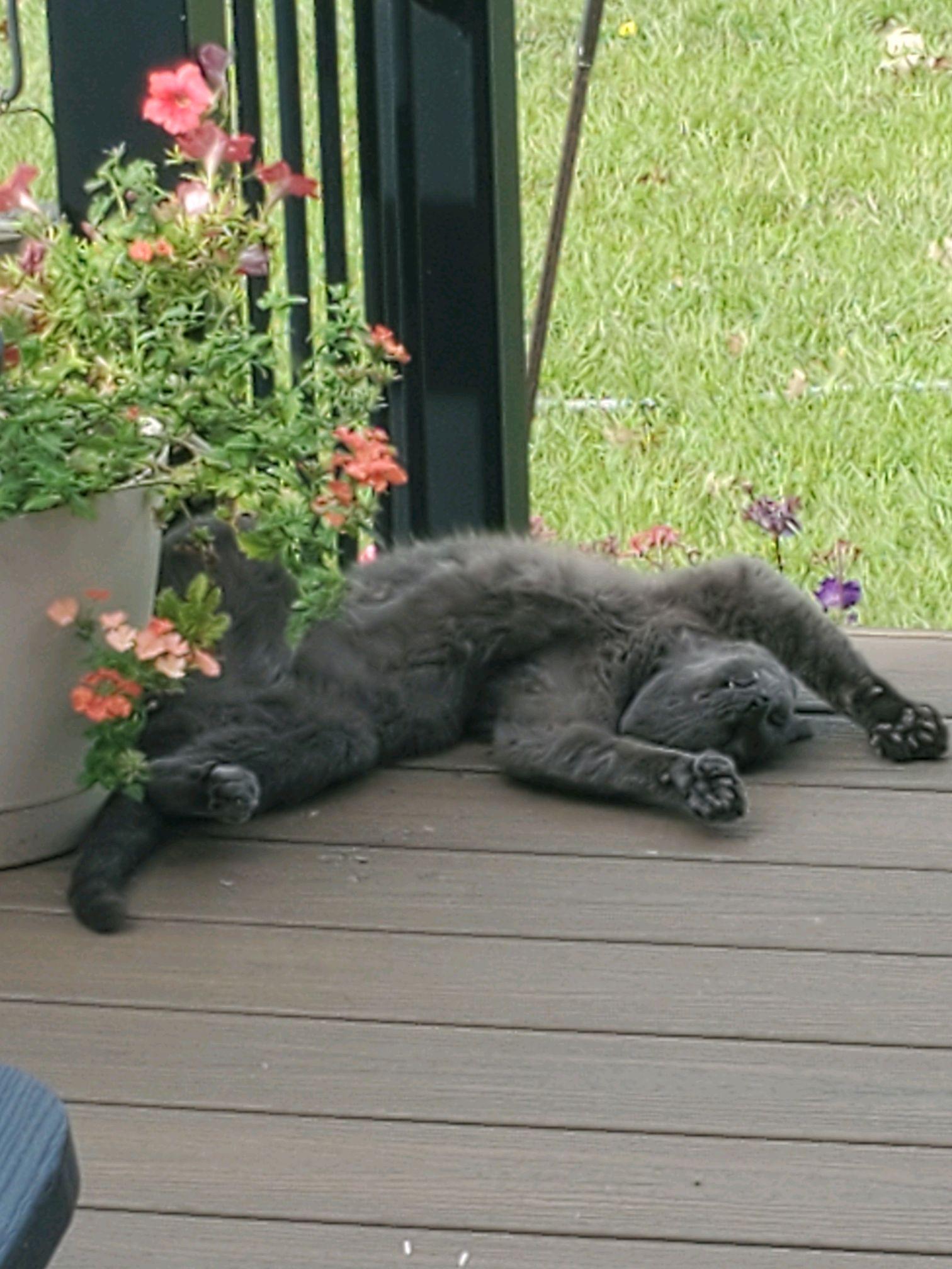 Enlarge Grayson, a Adoptable Domestic Short Hair in Faribault, MN image 2/2