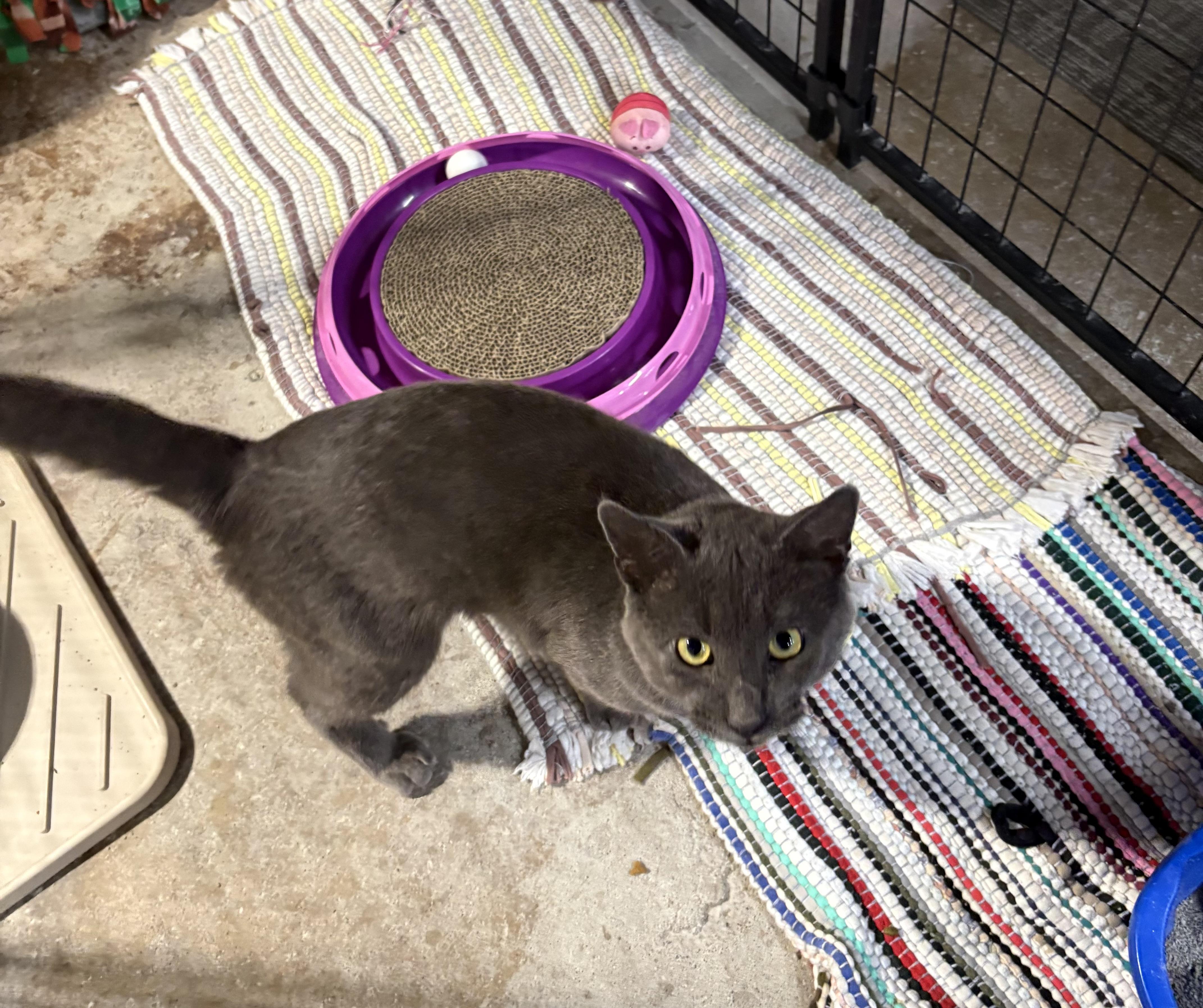 Grayson, Adoptable, Young Male Domestic Short Hair.