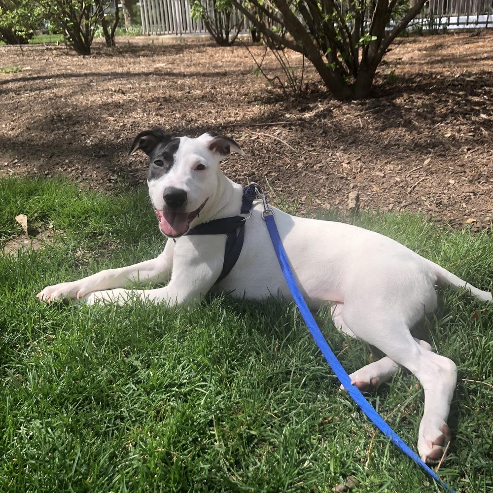 Enlarge Misty, a Adoptable mixed breed in Bronx, NY image 1/6