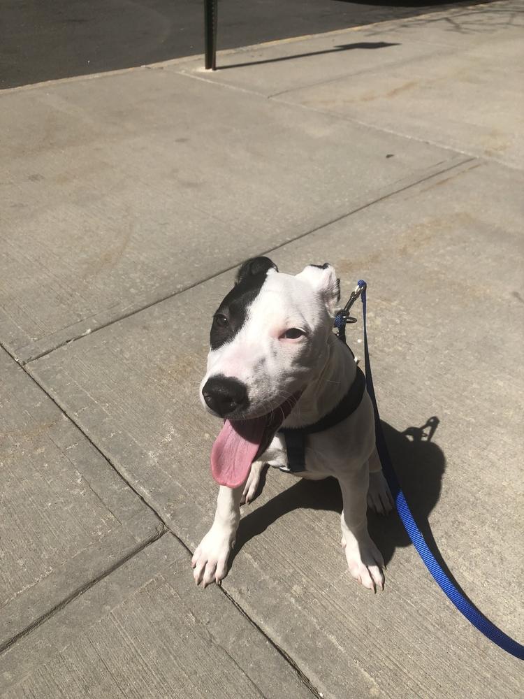 Enlarge Misty, a Adoptable mixed breed in Bronx, NY image 2/6