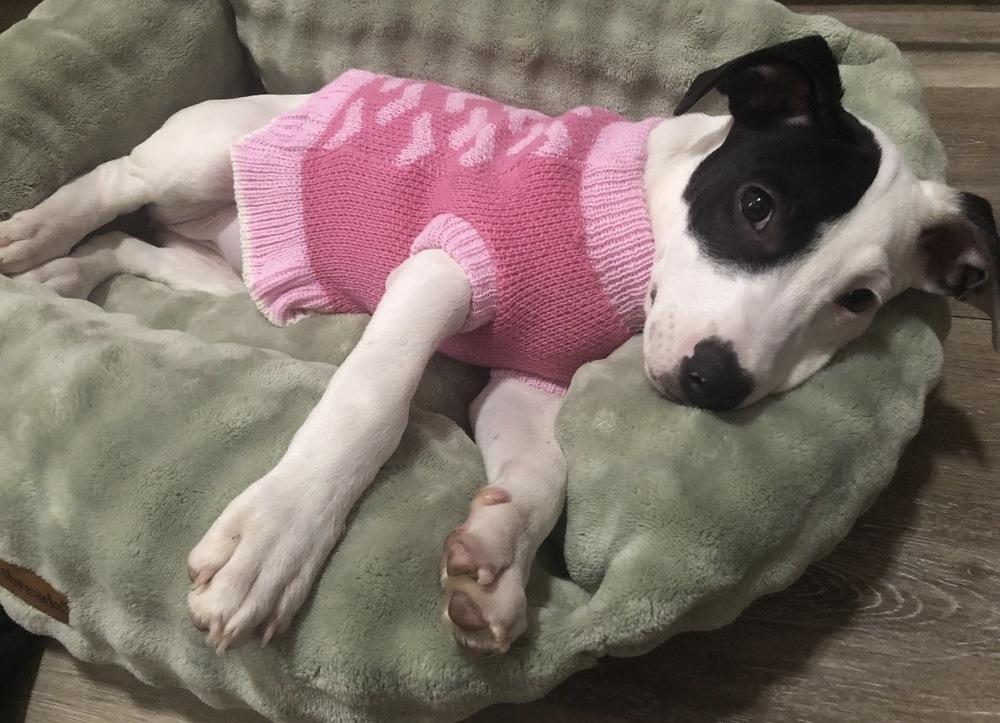 Enlarge Misty, a Adoptable mixed breed in Bronx, NY image 1/6