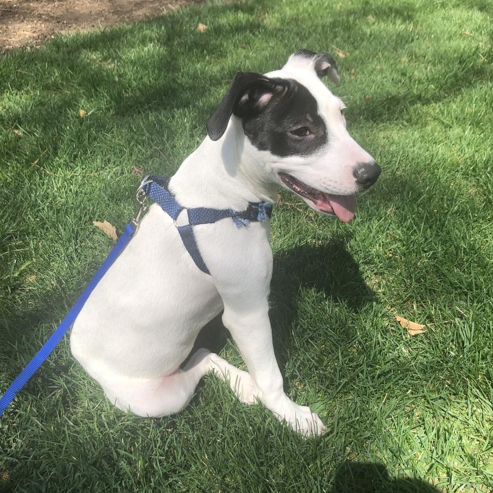Enlarge Misty, a Adoptable mixed breed in Bronx, NY image 4/6