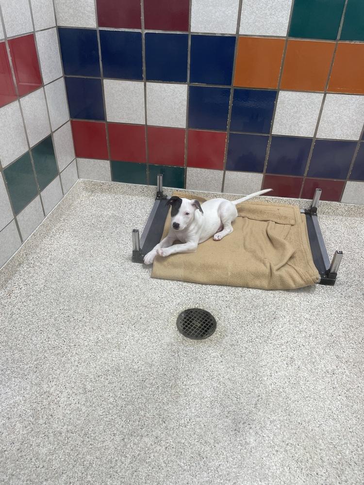 Enlarge Misty, a Adoptable mixed breed in Bronx, NY image 2/6