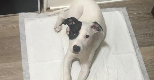 Enlarge Misty, a Adoptable mixed breed in Bronx, NY image 3/6