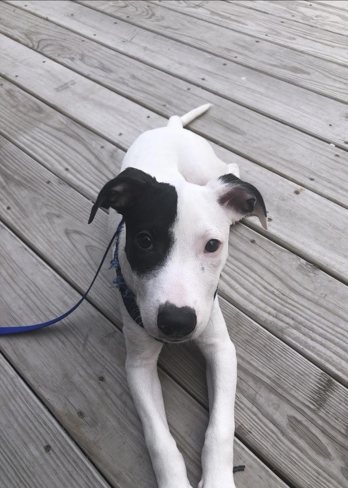 Enlarge Misty, a Adoptable mixed breed in Bronx, NY image 5/6