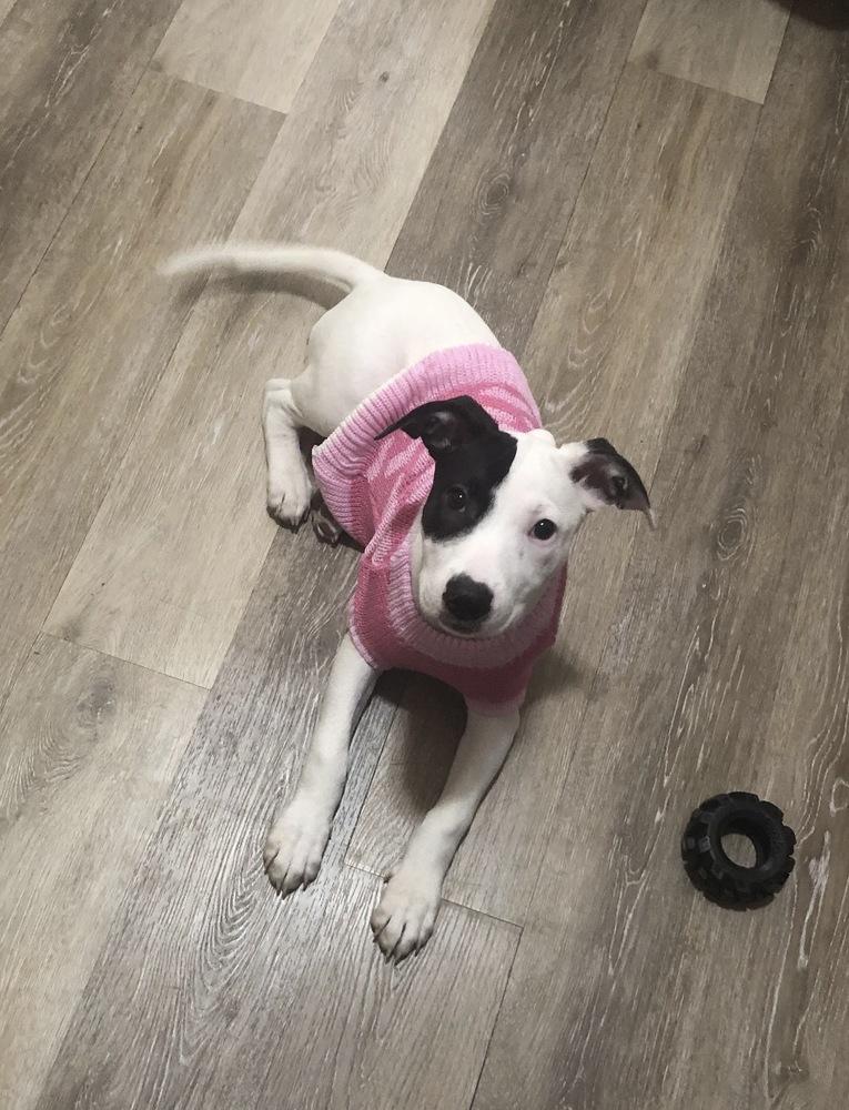 Enlarge Misty, a Adoptable mixed breed in Bronx, NY image 4/6