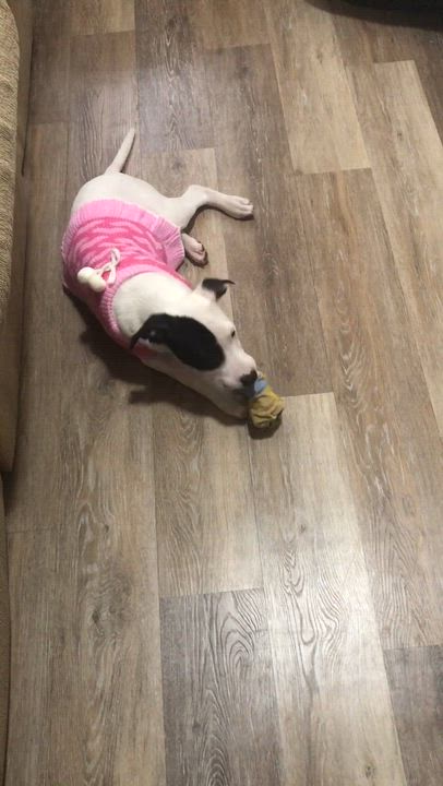 Enlarge Misty, a Adoptable mixed breed in Bronx, NY video 6/6