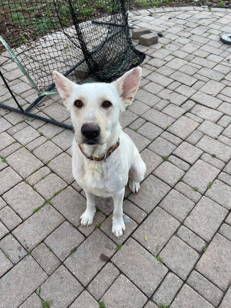 Apple, a Adoptable German Shepherd Dog in Bellaire, TX image 6/8