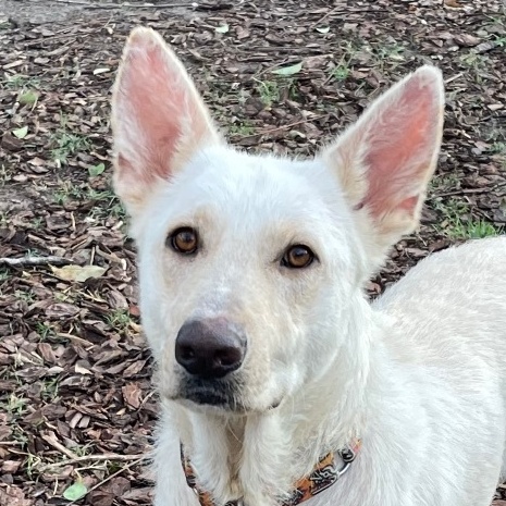 Apple, Adoptable, Adult Female German Shepherd Dog.