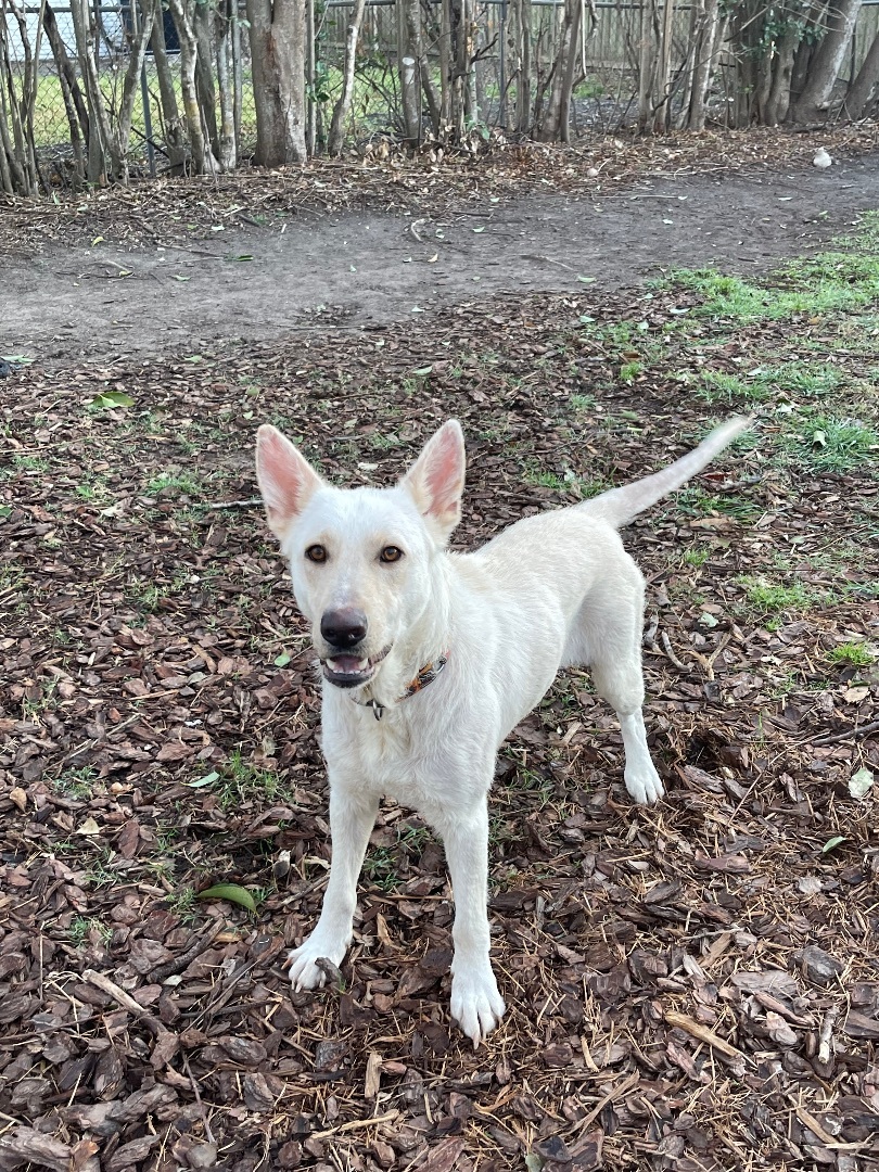 Enlarge Apple, a Adoptable German Shepherd Dog in Bellaire, TX image 7/8