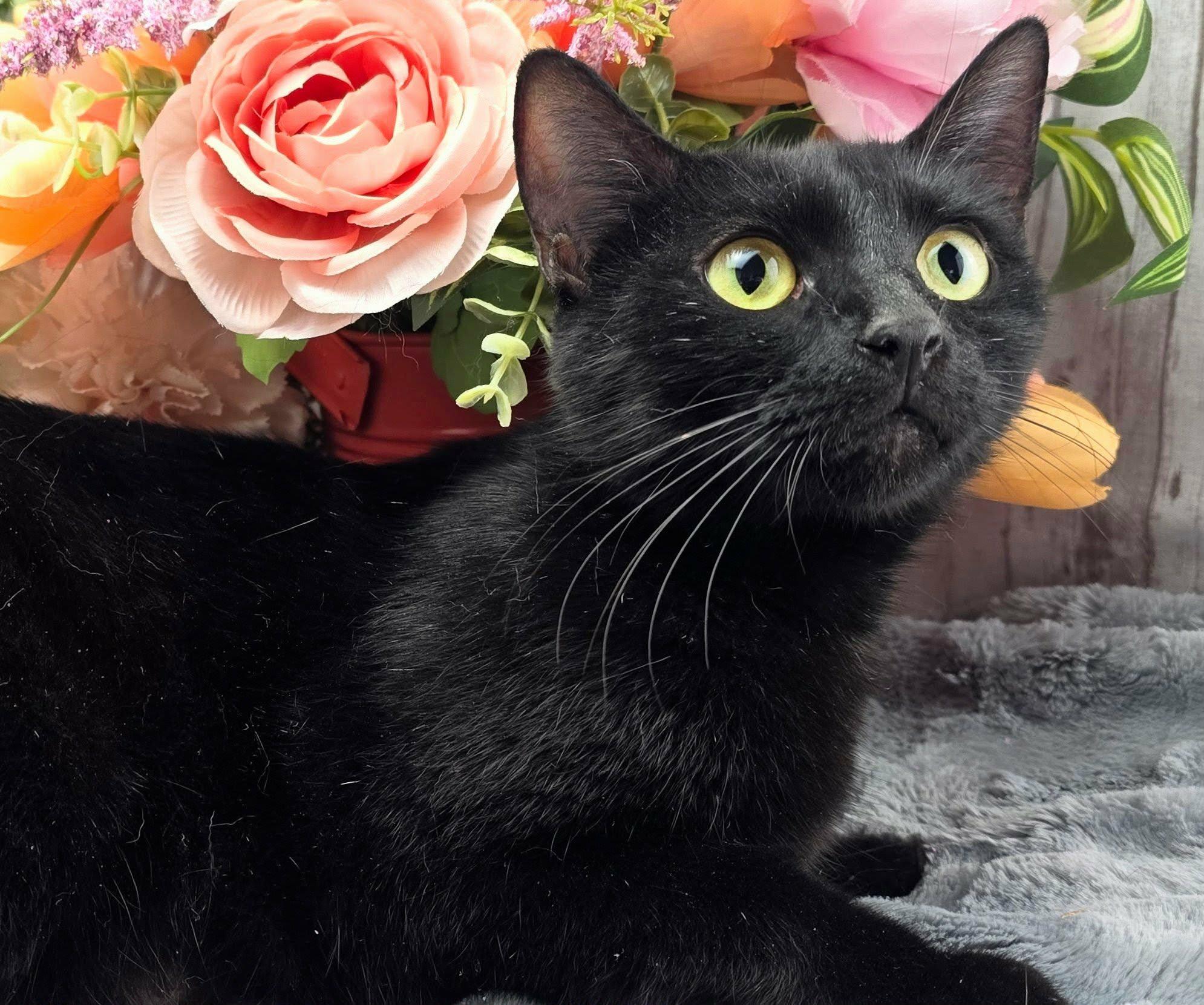 Enlarge Farrah, a Adoptable Domestic Short Hair in Rocky Hill, CT image 2/3