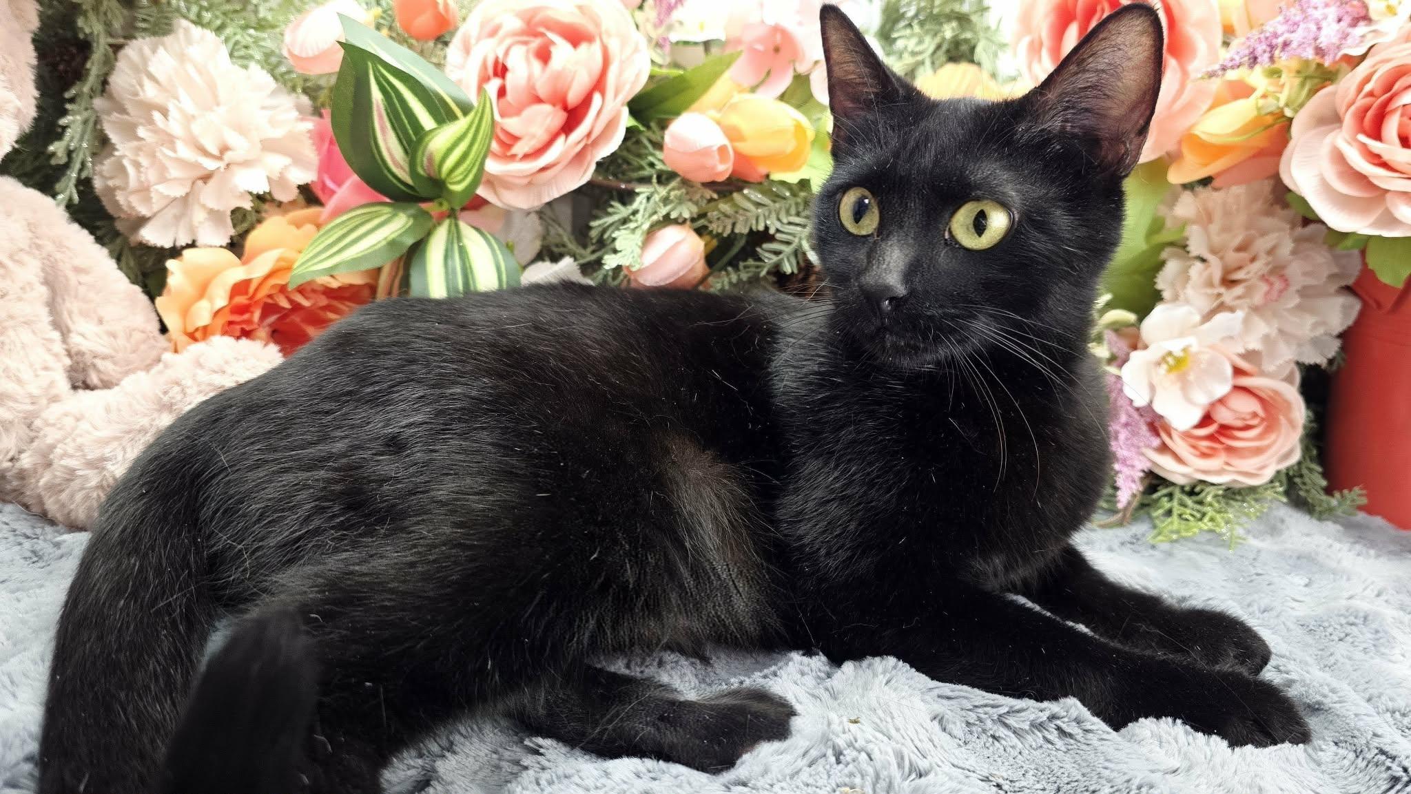 Enlarge Farrah, a Adoptable Domestic Short Hair in Rocky Hill, CT image 3/3