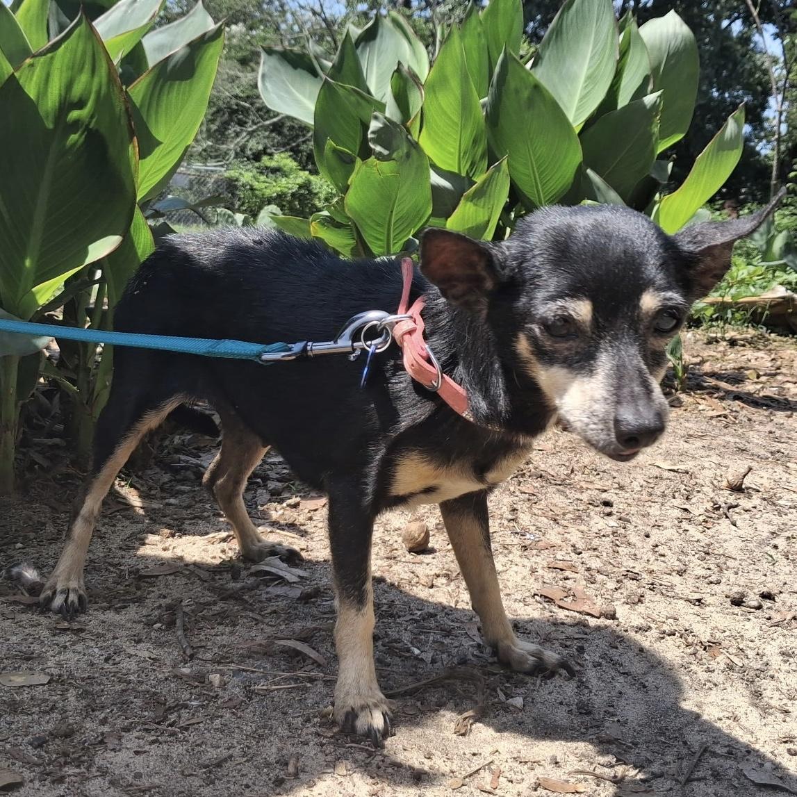 Enlarge Ms. Batty, an adopted mixed breed in Pound, VA image 2/6