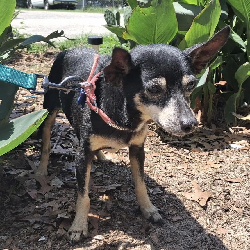 Ms. Batty, adopted, Senior Female Chihuahua.