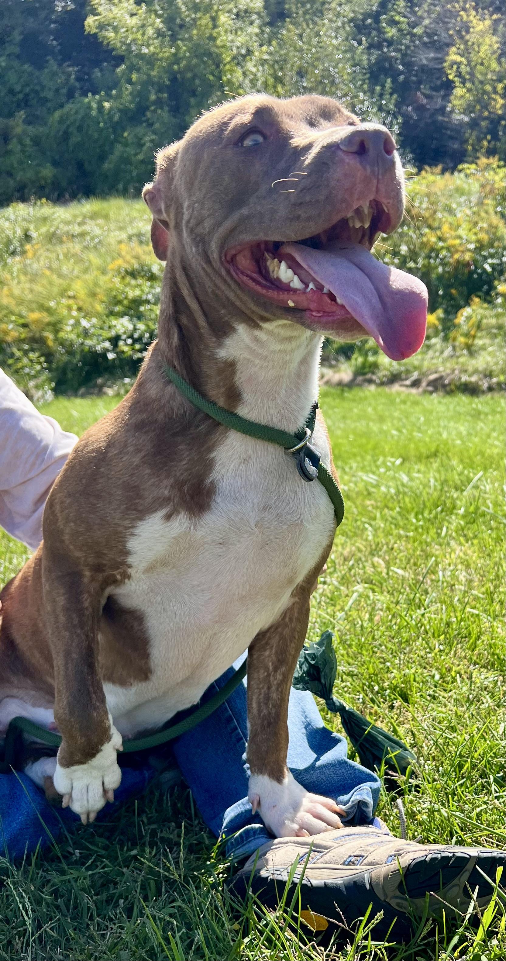 Enlarge Serena, a Adoptable Pit Bull Terrier in sparta, NC image 3/5