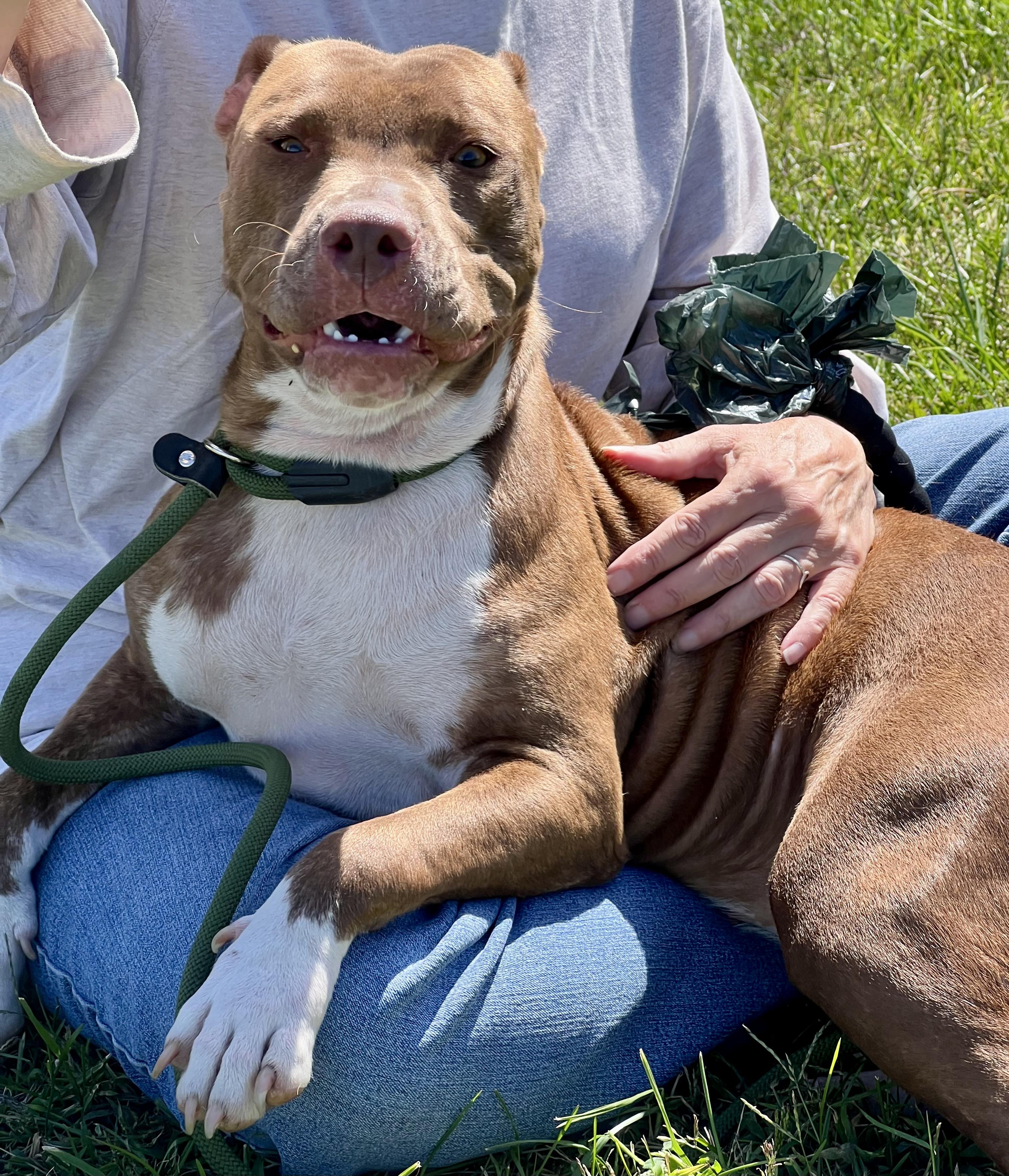 Enlarge Serena, a Adoptable Pit Bull Terrier in sparta, NC image 2/5