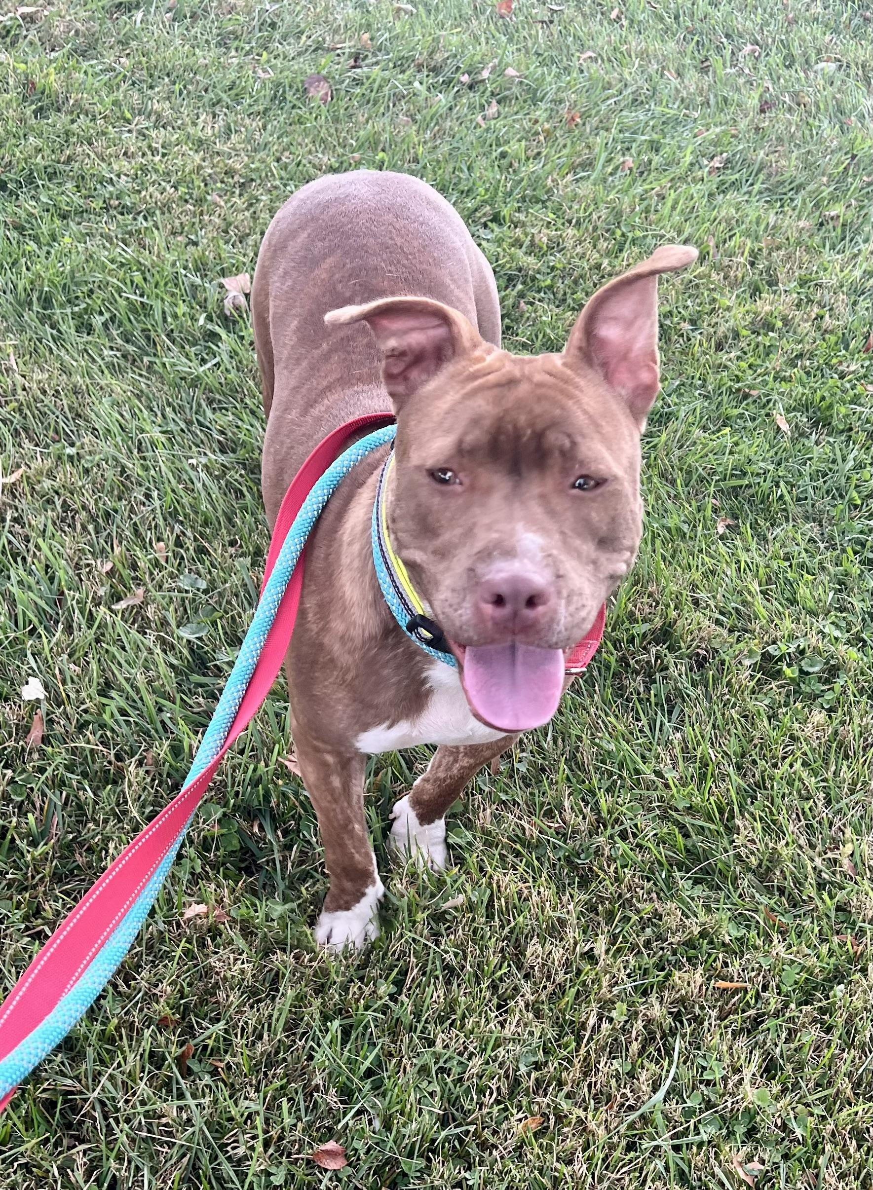Enlarge Serena, a Adoptable Pit Bull Terrier in sparta, NC image 5/5