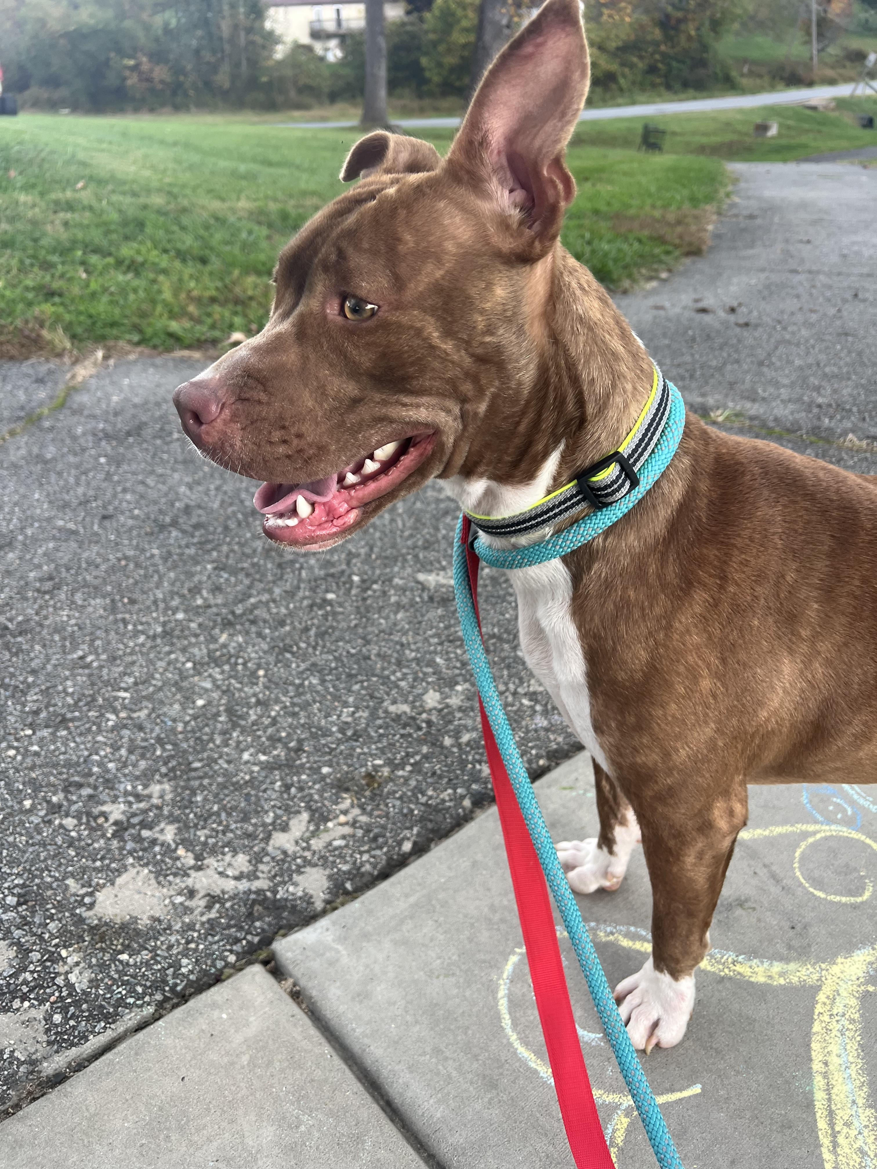 Enlarge Serena, a Adoptable Pit Bull Terrier in sparta, NC image 4/5