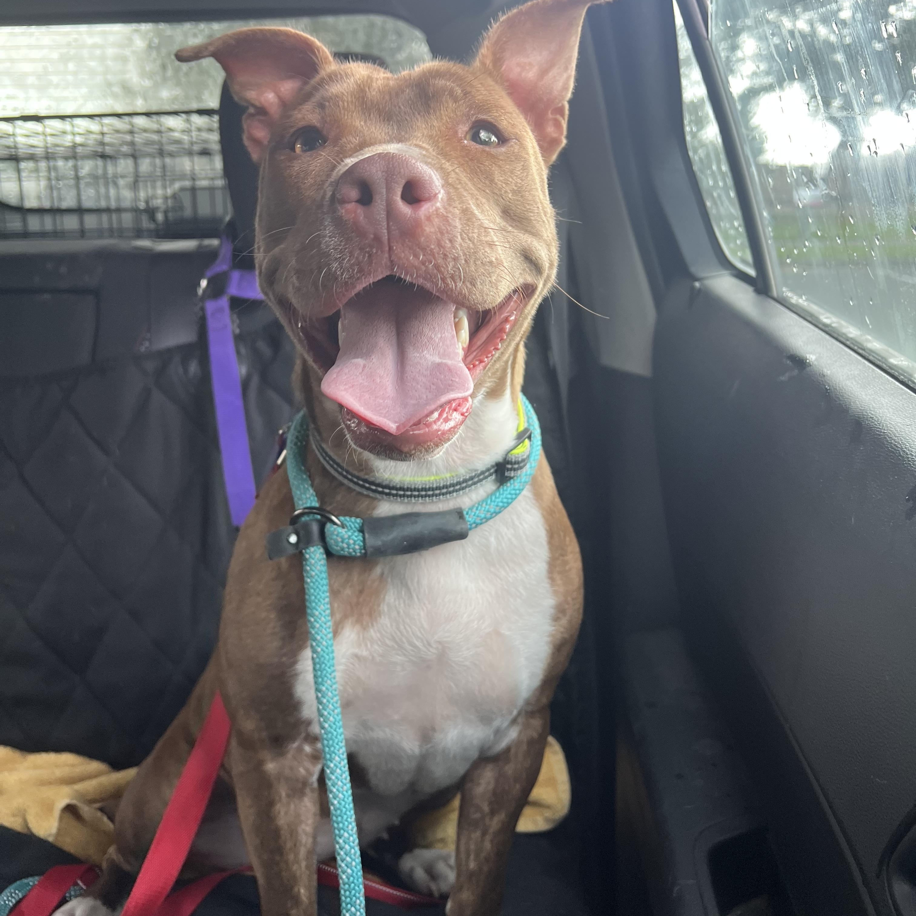 Serena, Adoptable, Adult Female Pit Bull Terrier.