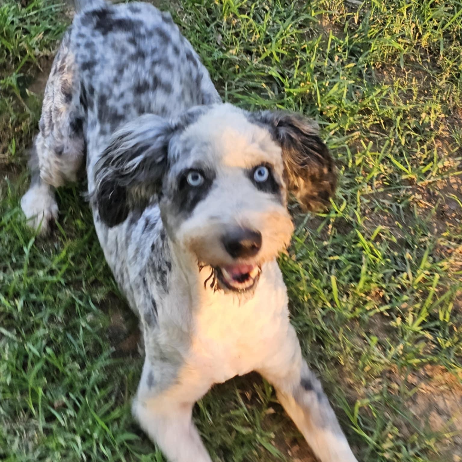 Ozzie, an adoptable Aussiedoodle in Athens, AL, 35611 | Photo Image 4