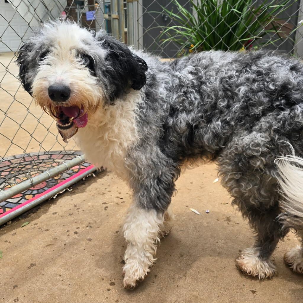 Ozzie, an adoptable Aussiedoodle in Athens, AL, 35611 | Photo Image 2