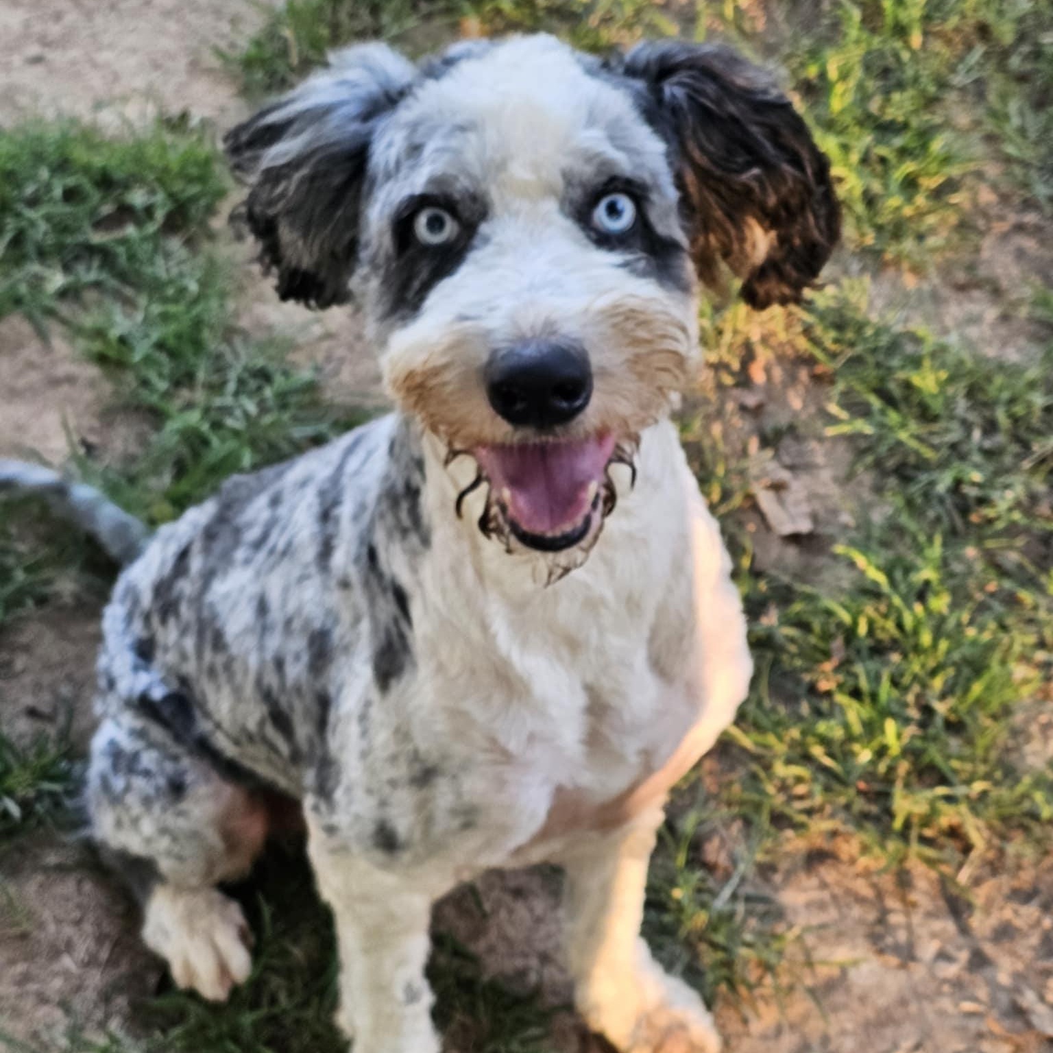 Ozzie, an adoptable Aussiedoodle in Athens, AL, 35611 | Photo Image 4