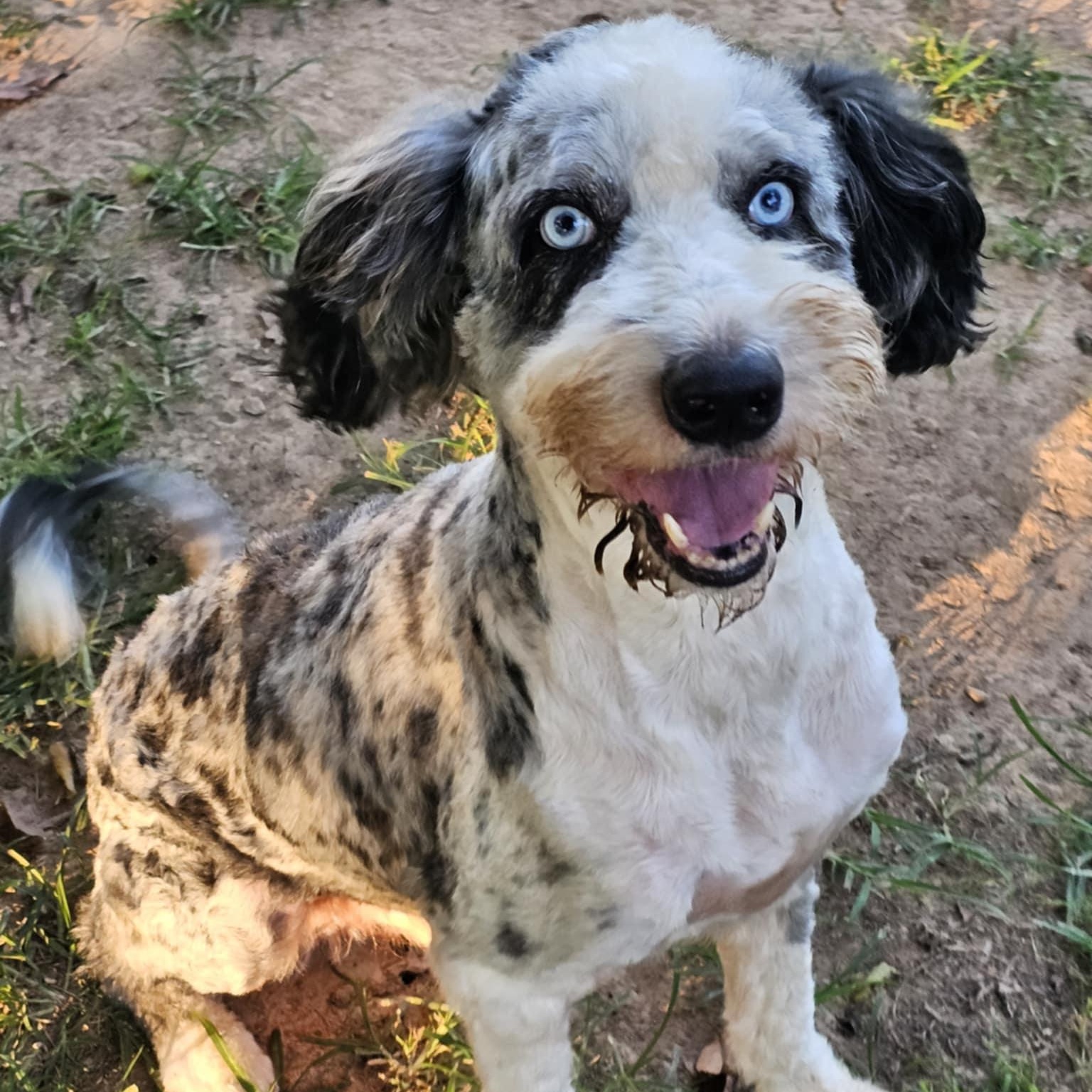 Ozzie, Adult Male Aussiedoodle