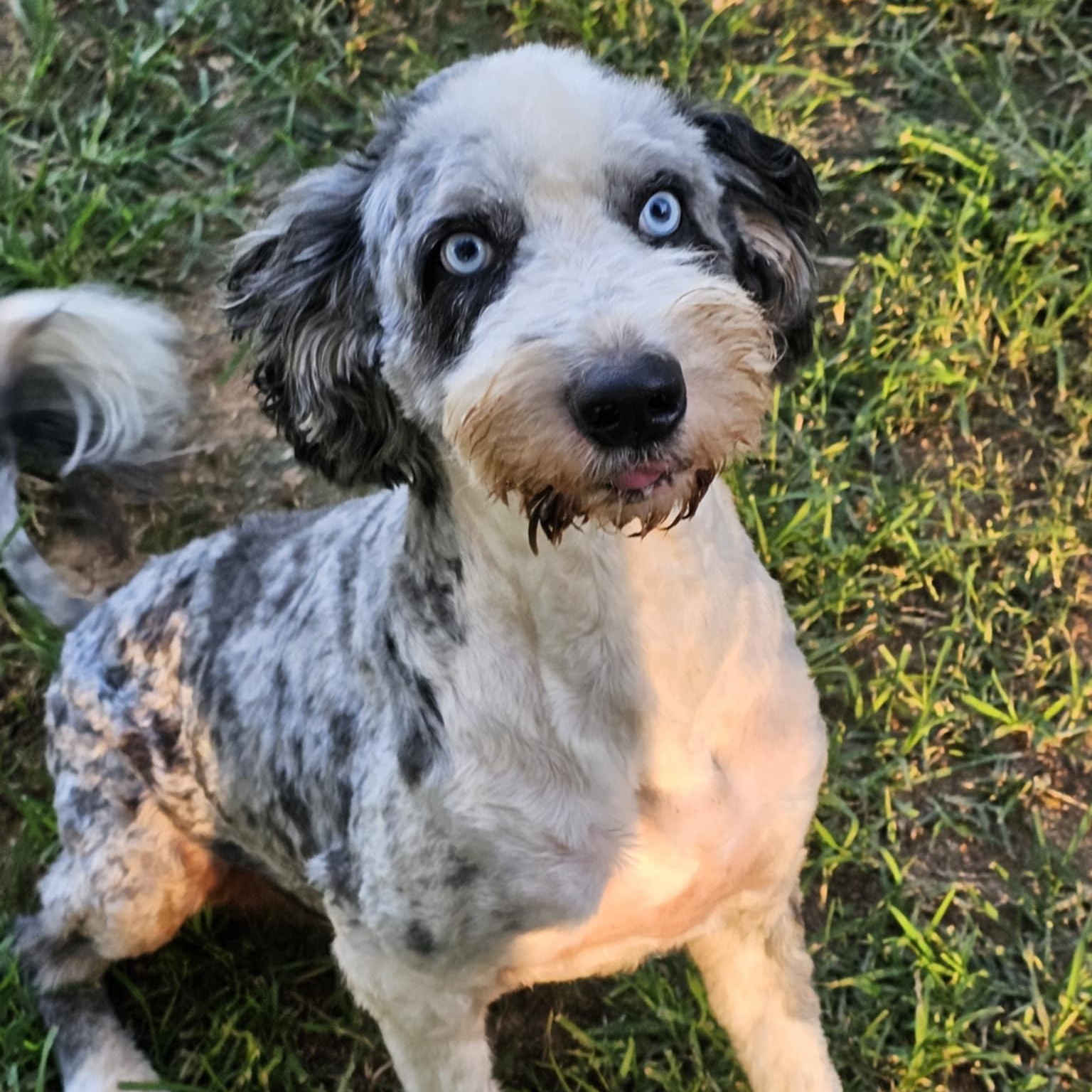 Ozzie, an adoptable Aussiedoodle in Athens, AL, 35611 | Photo Image 6