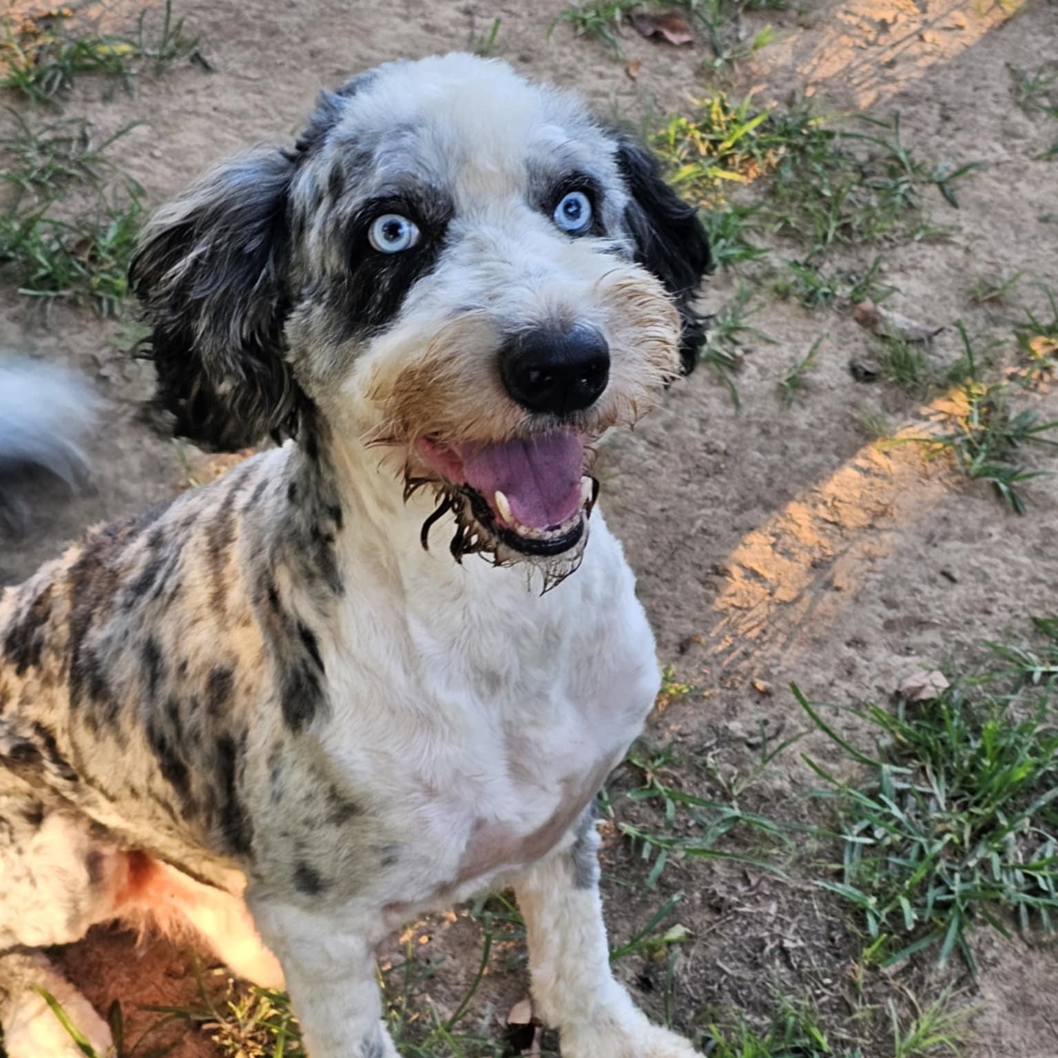 Ozzie, an adoptable Aussiedoodle in Athens, AL, 35611 | Photo Image 6