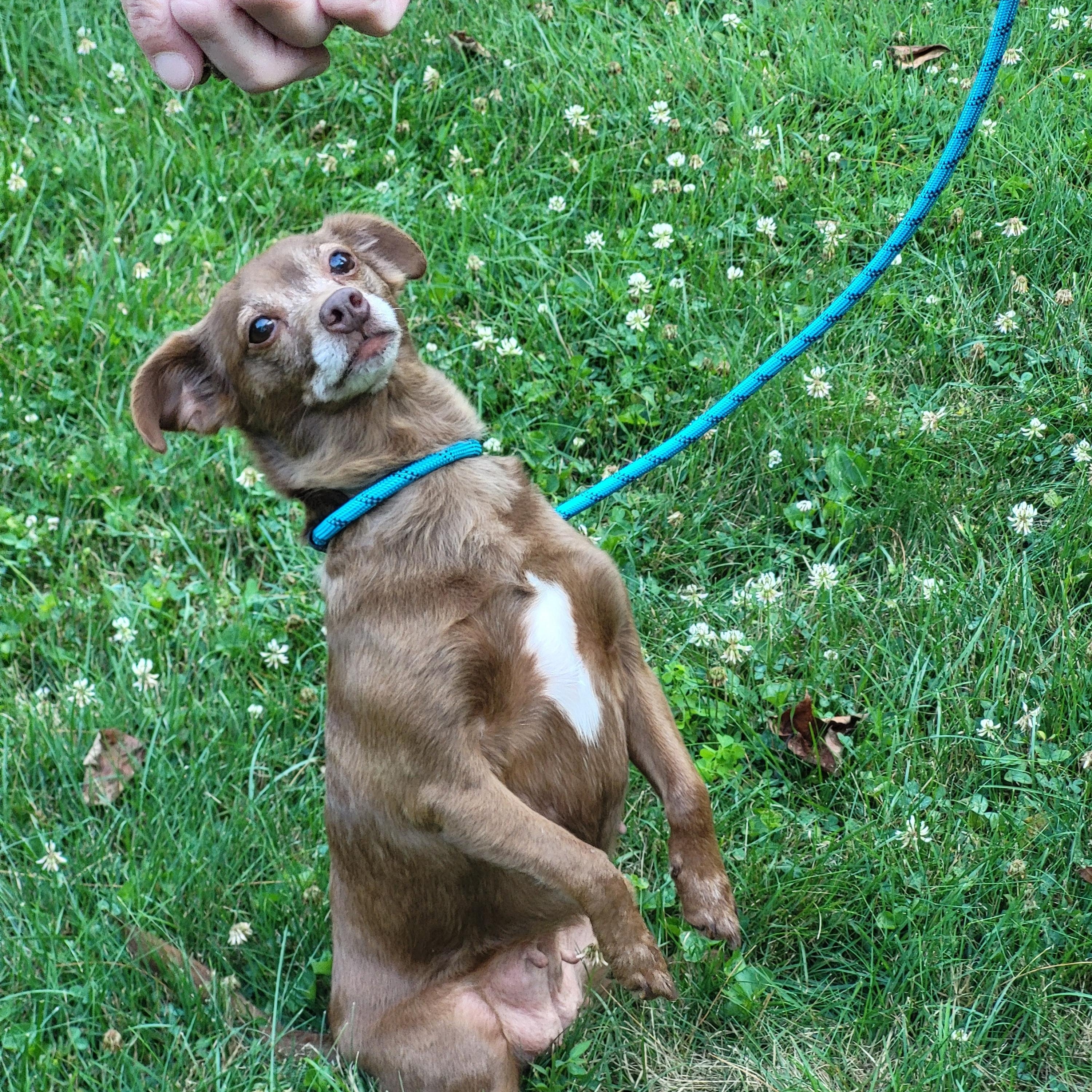 Mocha, Adoptable, Adult Female Chihuahua & Dachshund.