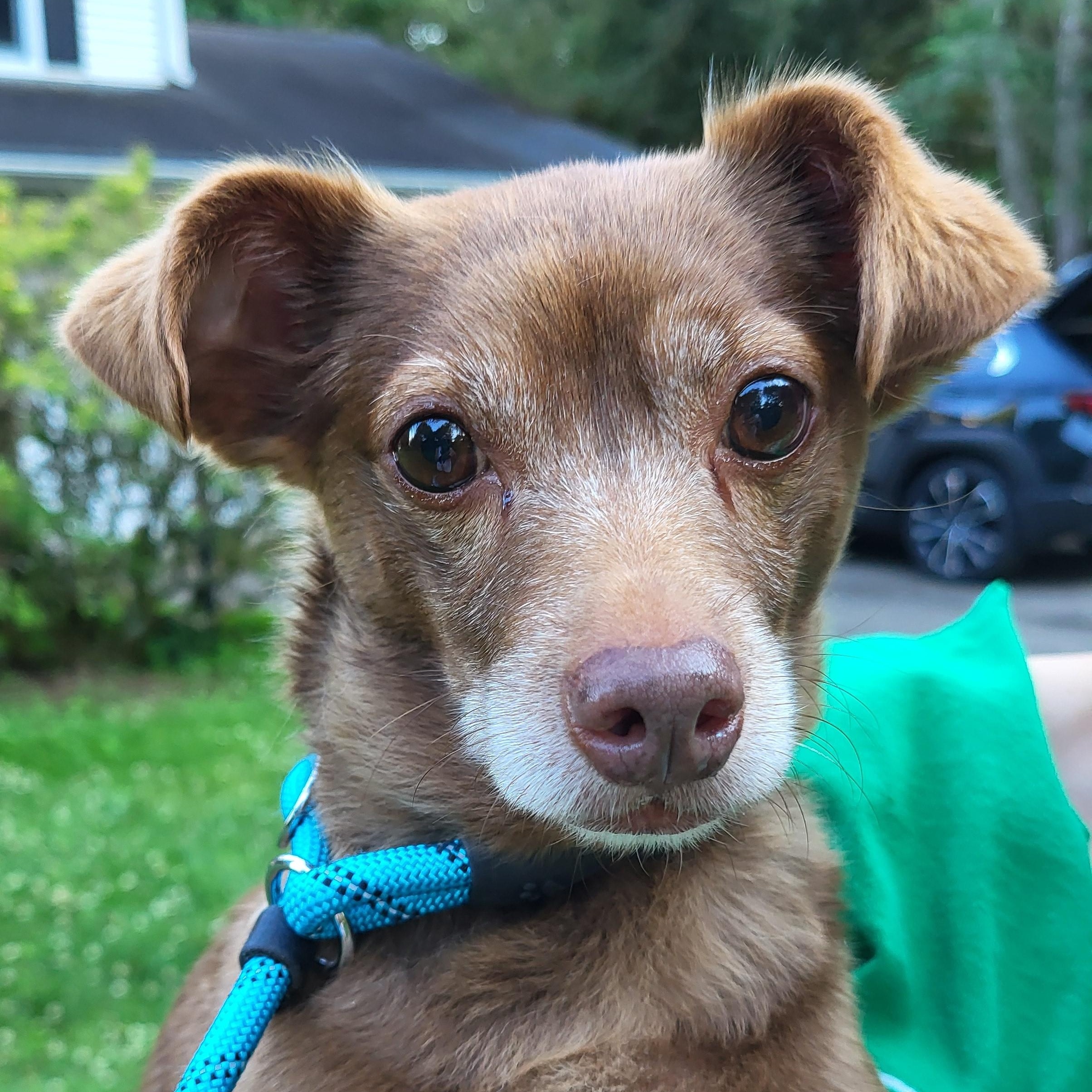 Mocha, a Adoptable mixed breed in Evans City, PA image 3/3