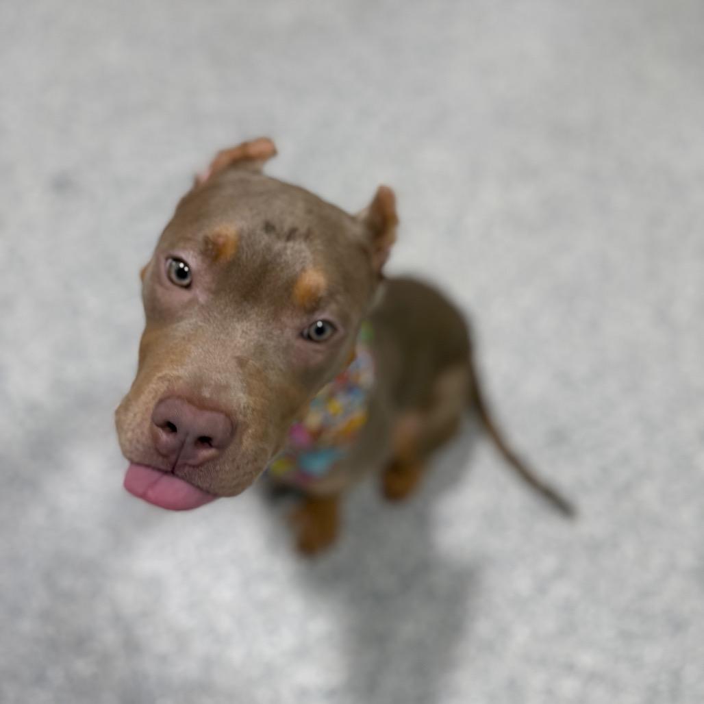 Enlarge Super Mario, a Adoptable Pit Bull Terrier in Newberg, OR image 1/6