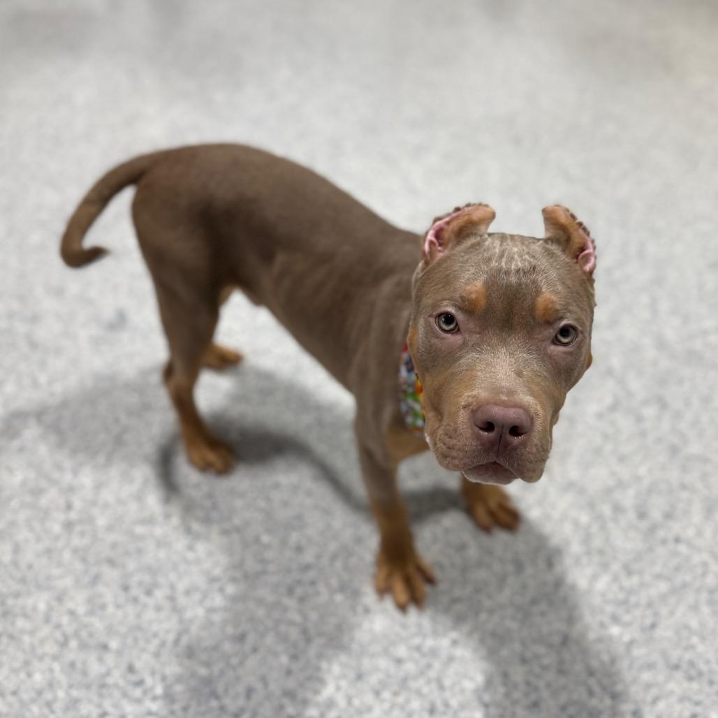 Enlarge Super Mario, a Adoptable Pit Bull Terrier in Newberg, OR image 2/6