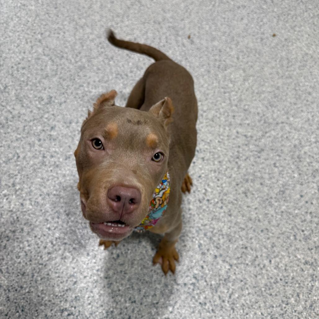 Enlarge Super Mario, a Adoptable Pit Bull Terrier in Newberg, OR image 3/6