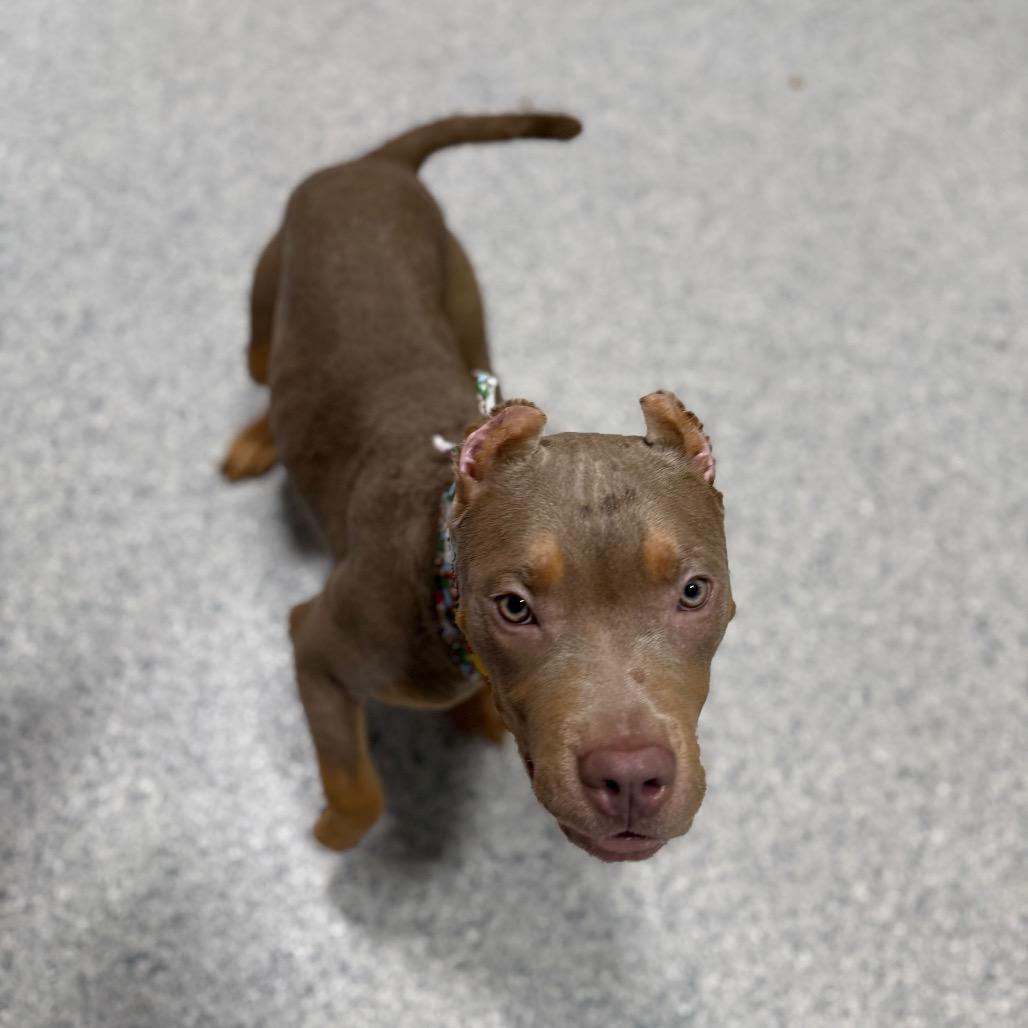 Enlarge Super Mario, a Adoptable Pit Bull Terrier in Newberg, OR image 5/6