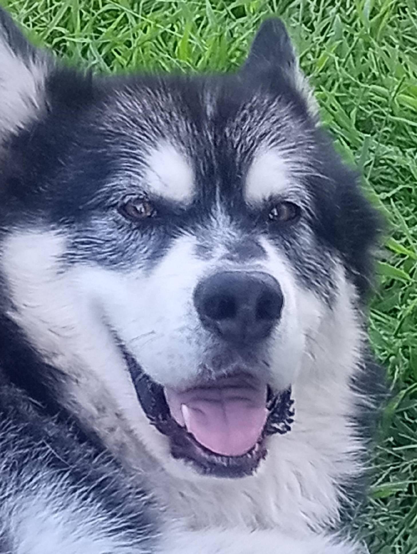Kylo, a Adoptable Alaskan Malamute in Pasco, WA image 2/6
