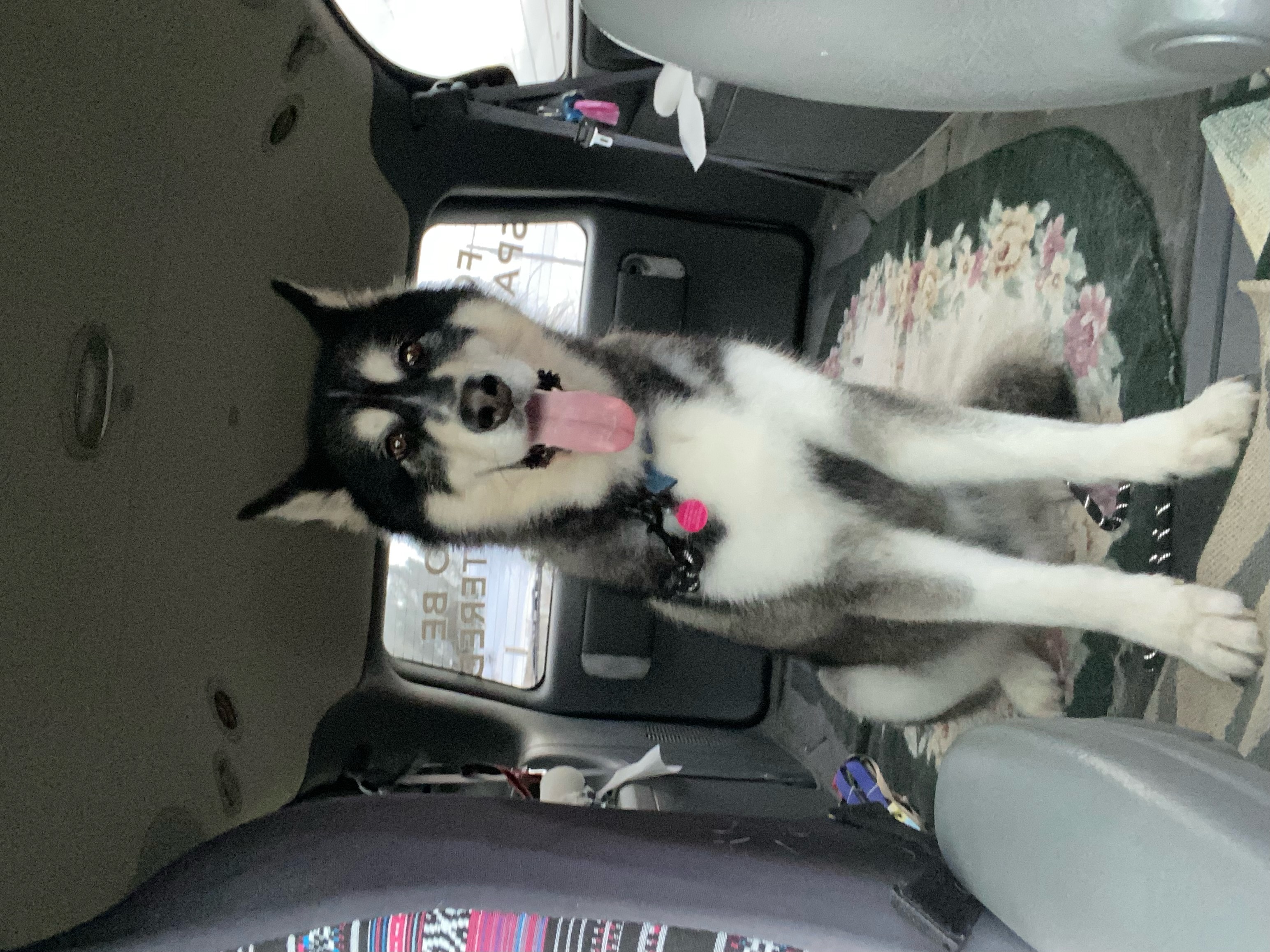 Enlarge Kylo, a Adoptable Alaskan Malamute in Pasco, WA image 3/5