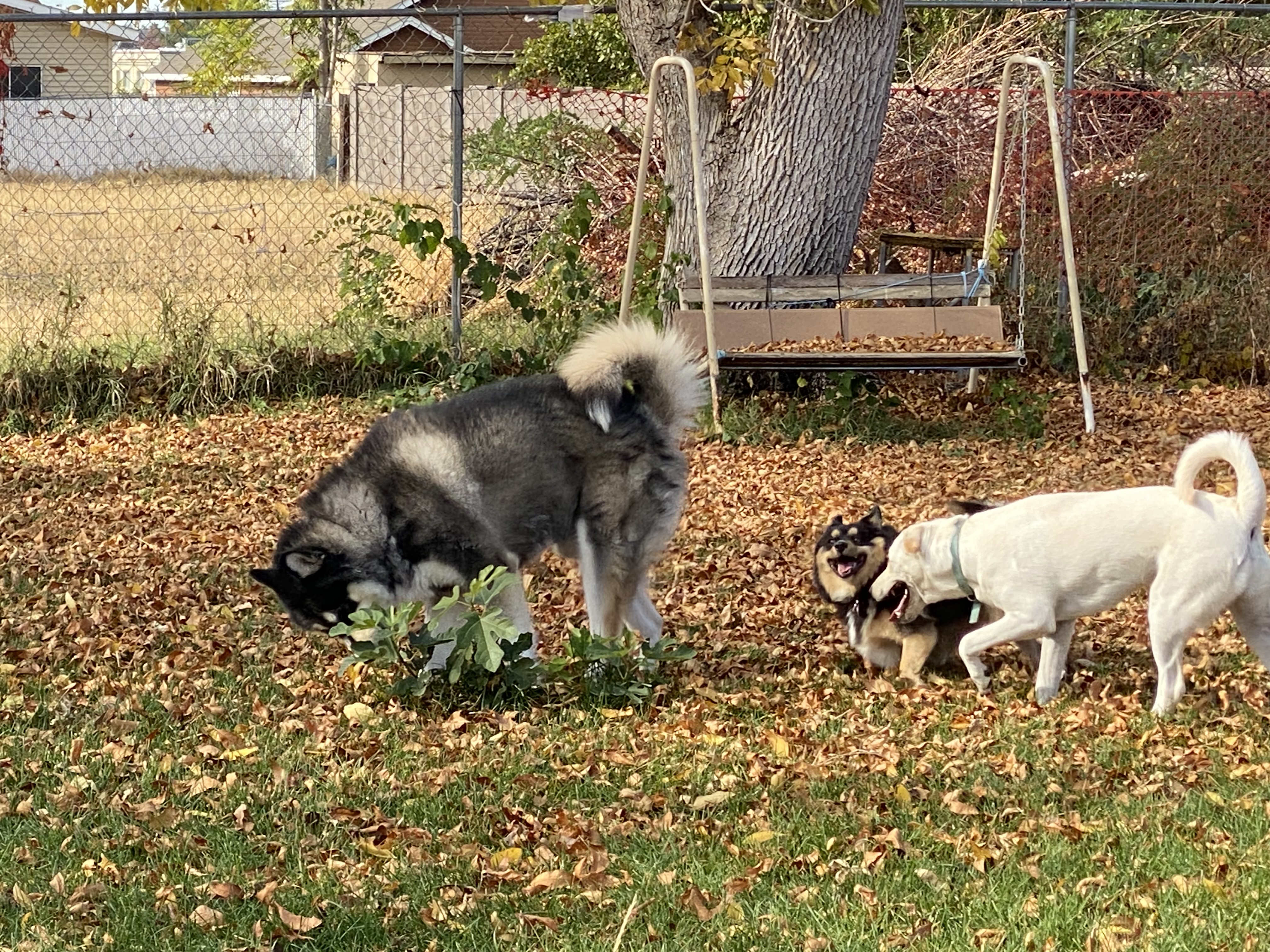 Enlarge Kylo, a Adoptable Alaskan Malamute in Pasco, WA image 4/5