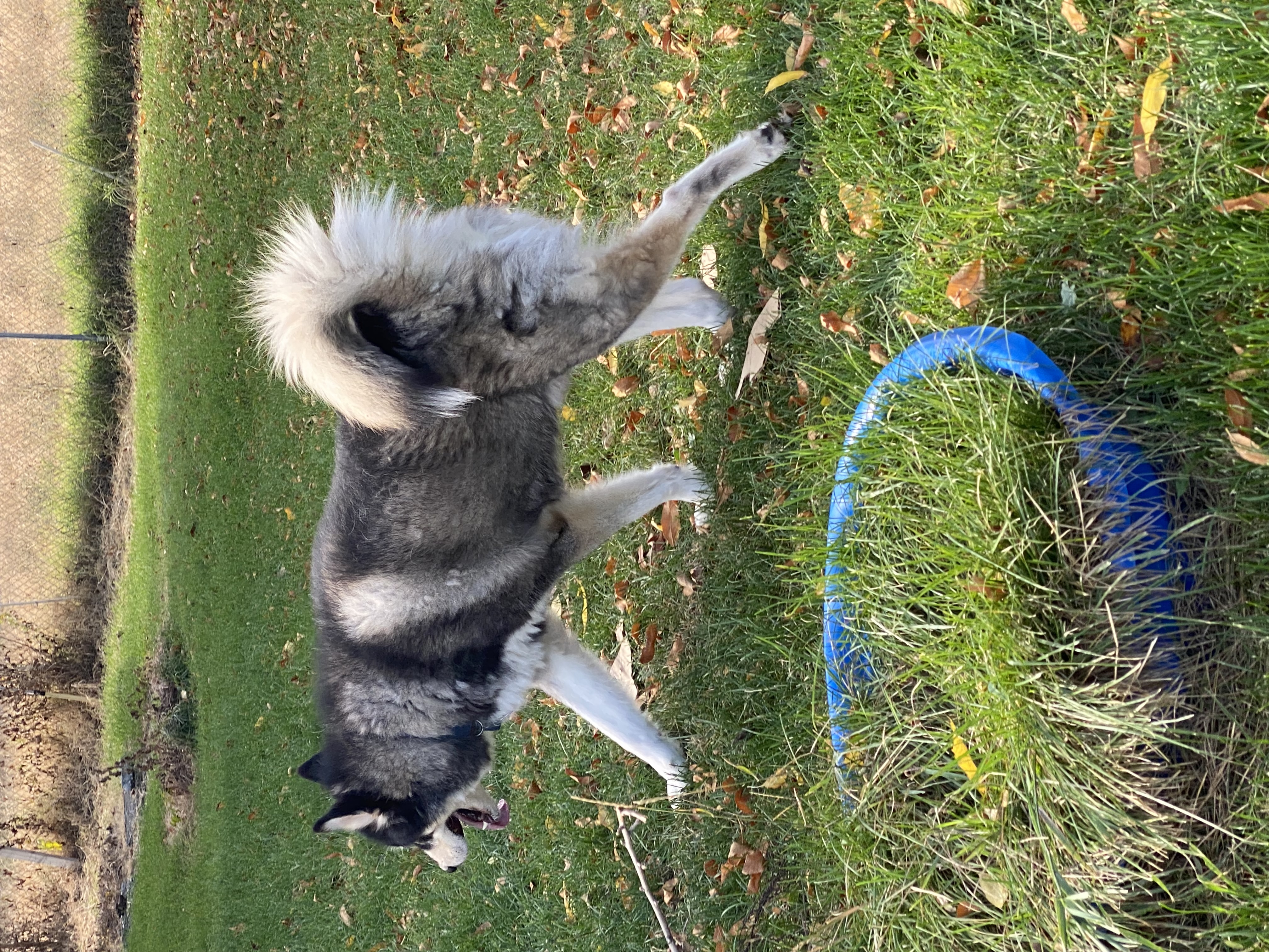 Enlarge Kylo, a Adoptable Alaskan Malamute in Pasco, WA image 5/5