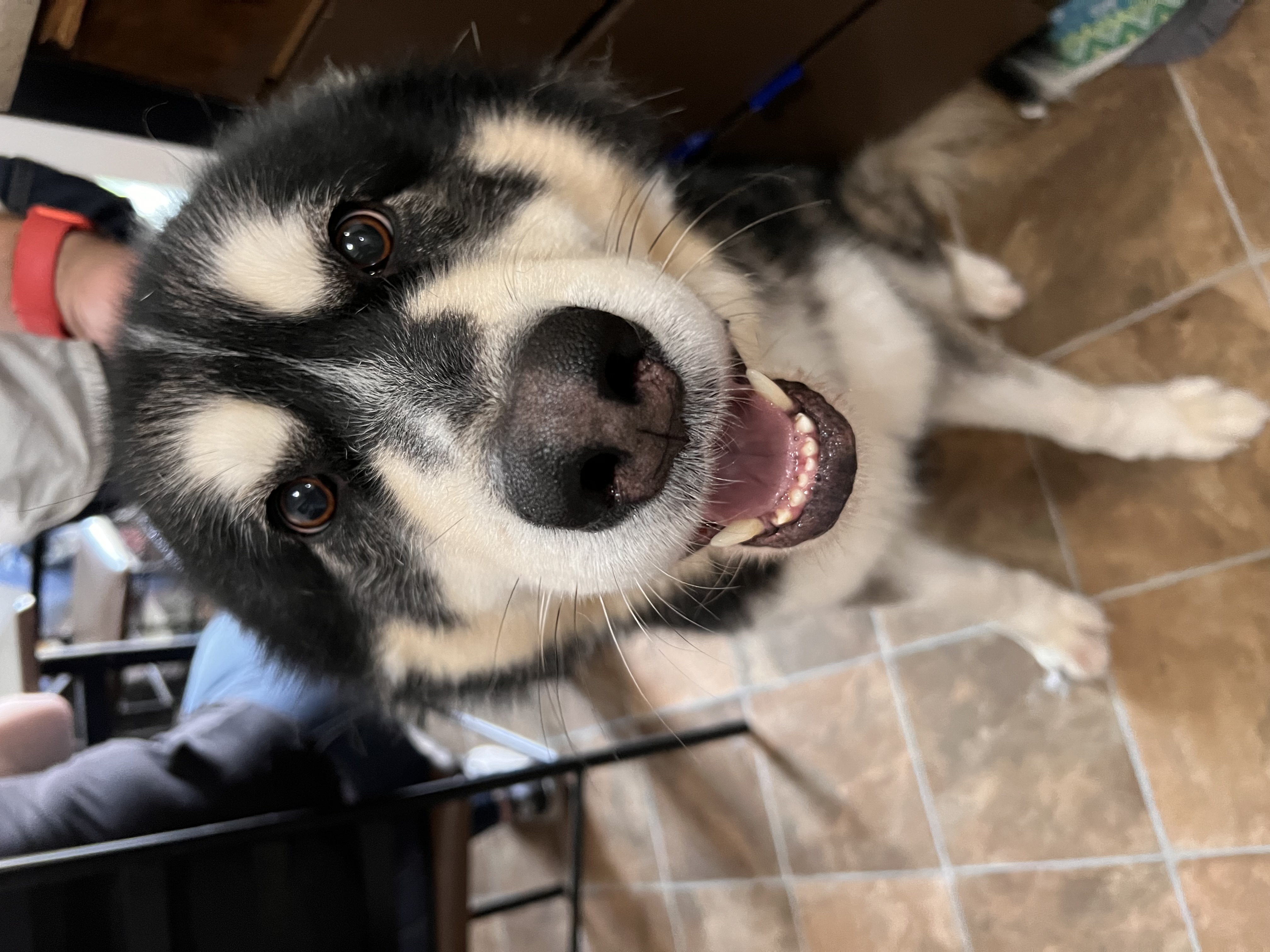 Enlarge Kylo, a Adoptable Alaskan Malamute in Pasco, WA image 2/5