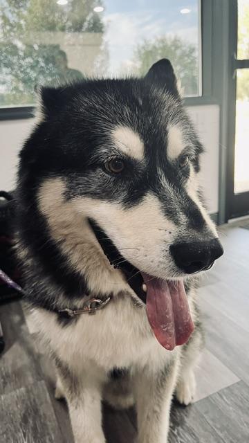 Kylo, Adoptable, Adult Male Alaskan Malamute.