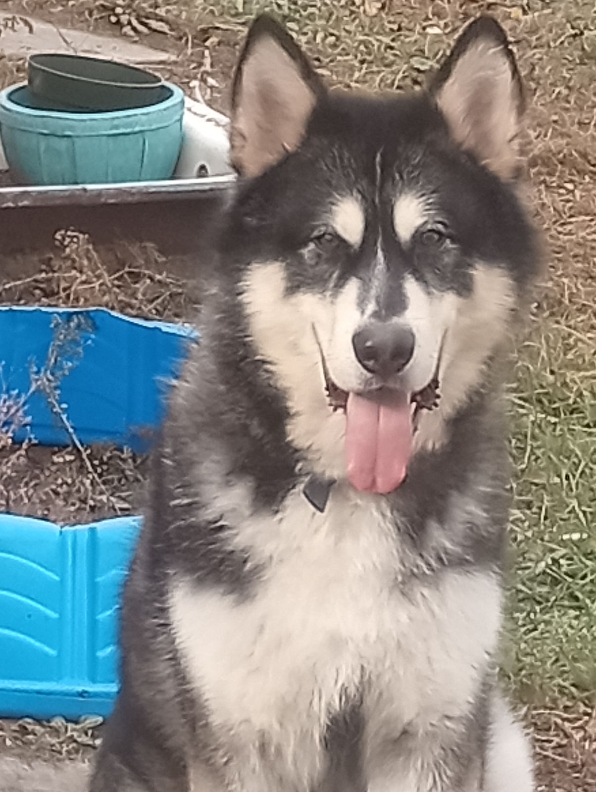 Kylo, Adoptable, Adult Male Alaskan Malamute.