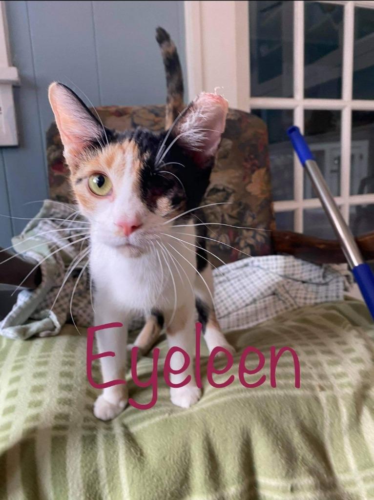 Ladybug (Formerly Eyeleen), Adopted, Adult Female Calico.