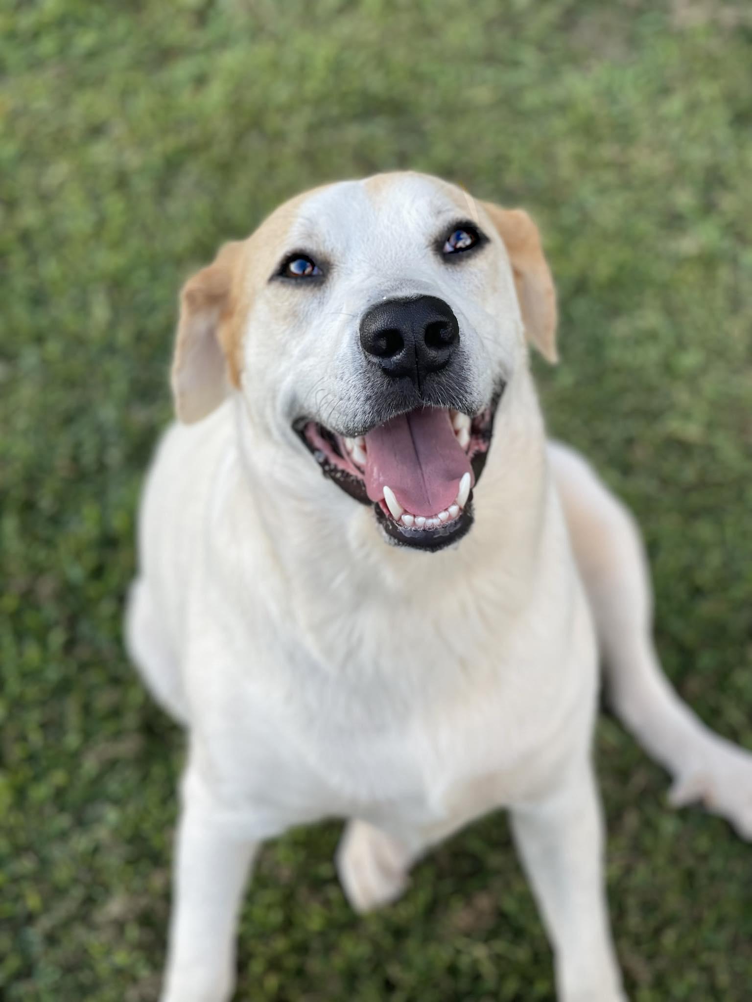 Enlarge Scout, a Adoptable mixed breed in Guntersville, AL image 3/6