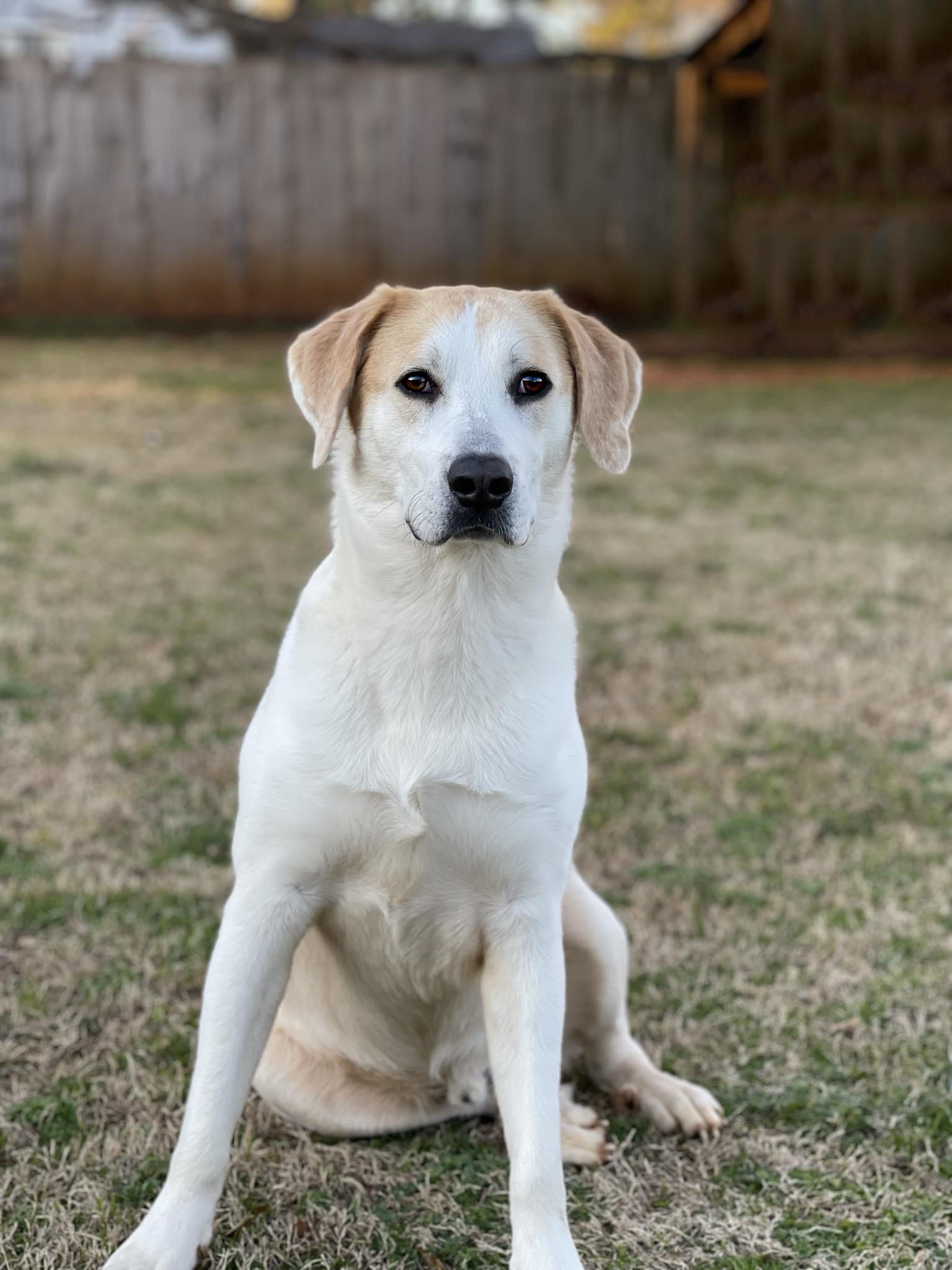 Scout, Adoptable, Adult Male Labrador Retriever & Great Pyrenees.