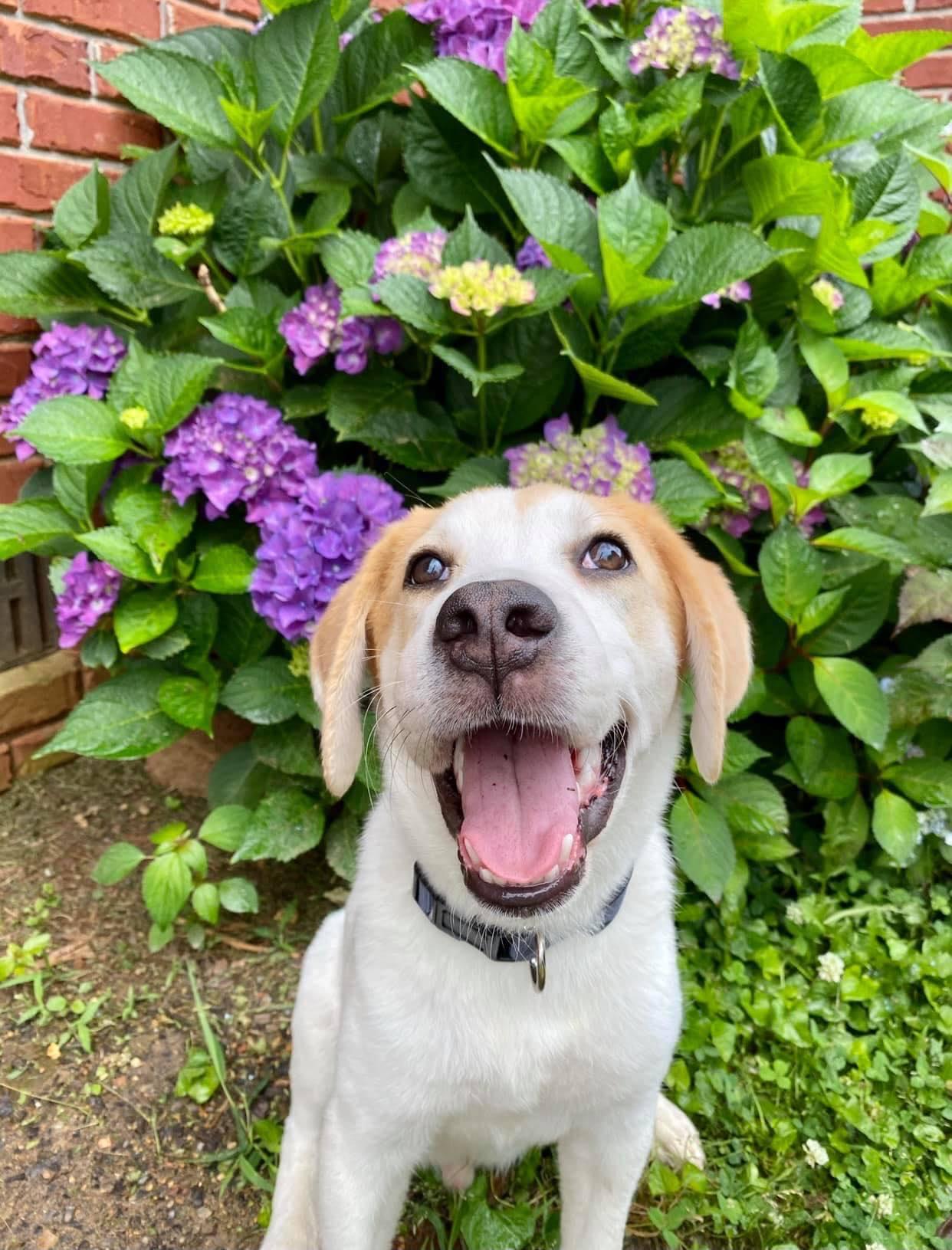 Enlarge Scout, a Adoptable mixed breed in Guntersville, AL image 6/6