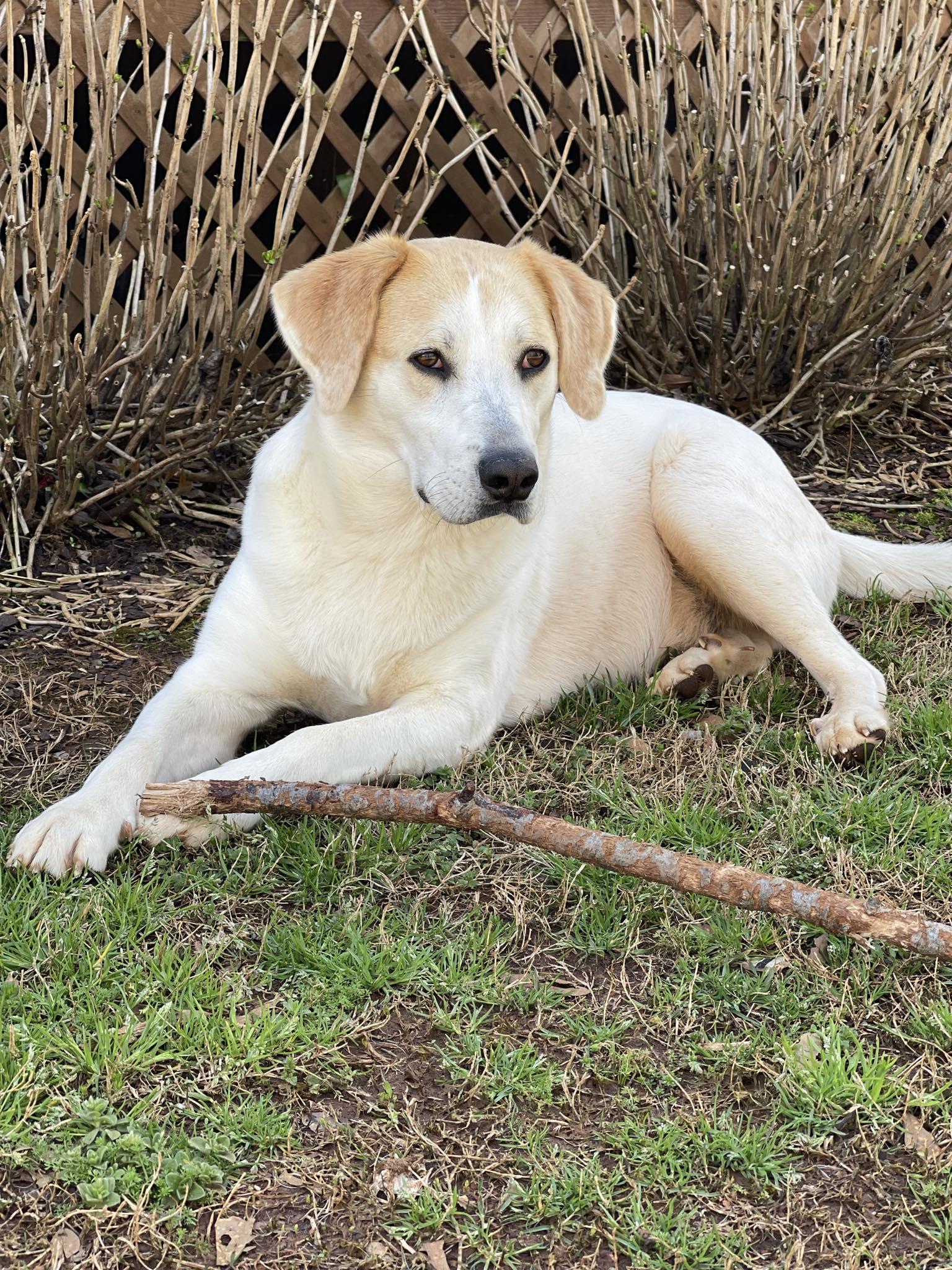 Enlarge Scout, a Adoptable mixed breed in Guntersville, AL image 2/6