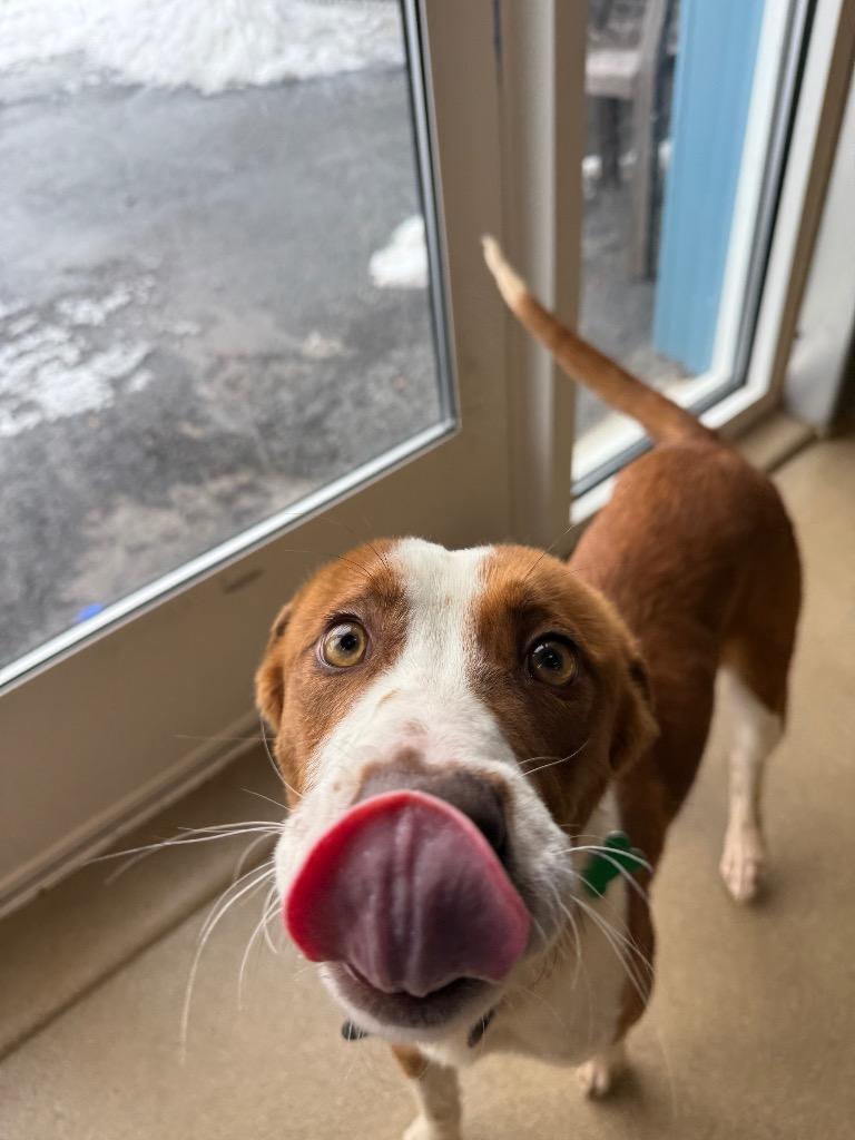 Enlarge Eli, a Adoptable mixed breed in North Syracuse, NY image 1/5